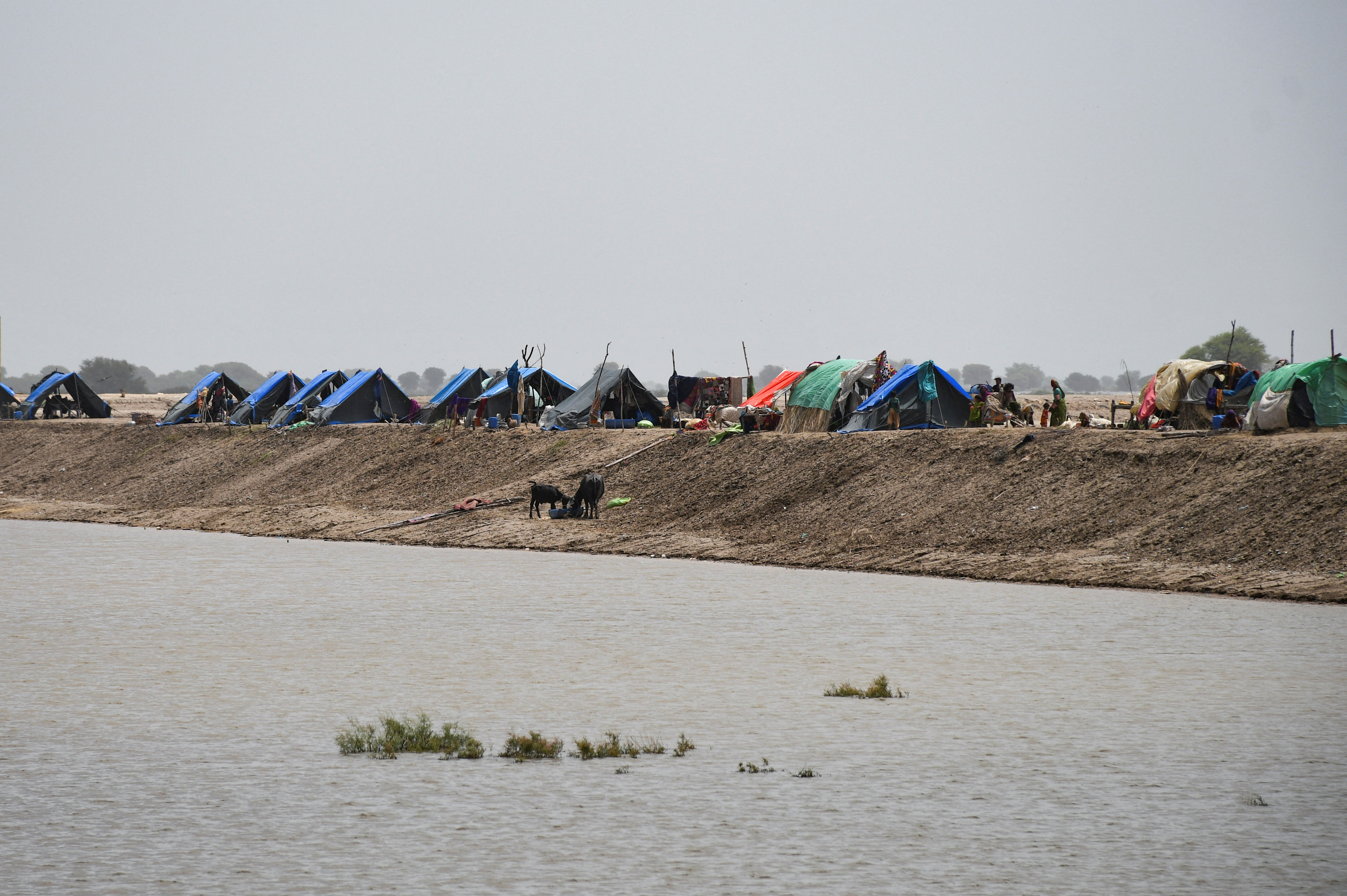 Víctimas de las inundaciones viven el carpas en Jamshoro, Pakistán (REUTERS/Yasir Rajput)