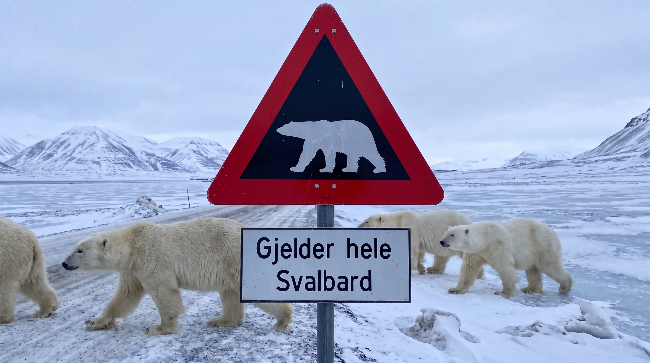 Noruega: multan a un turista con más de USD 5.000 por despertar a un oso polar con una sirena marítima