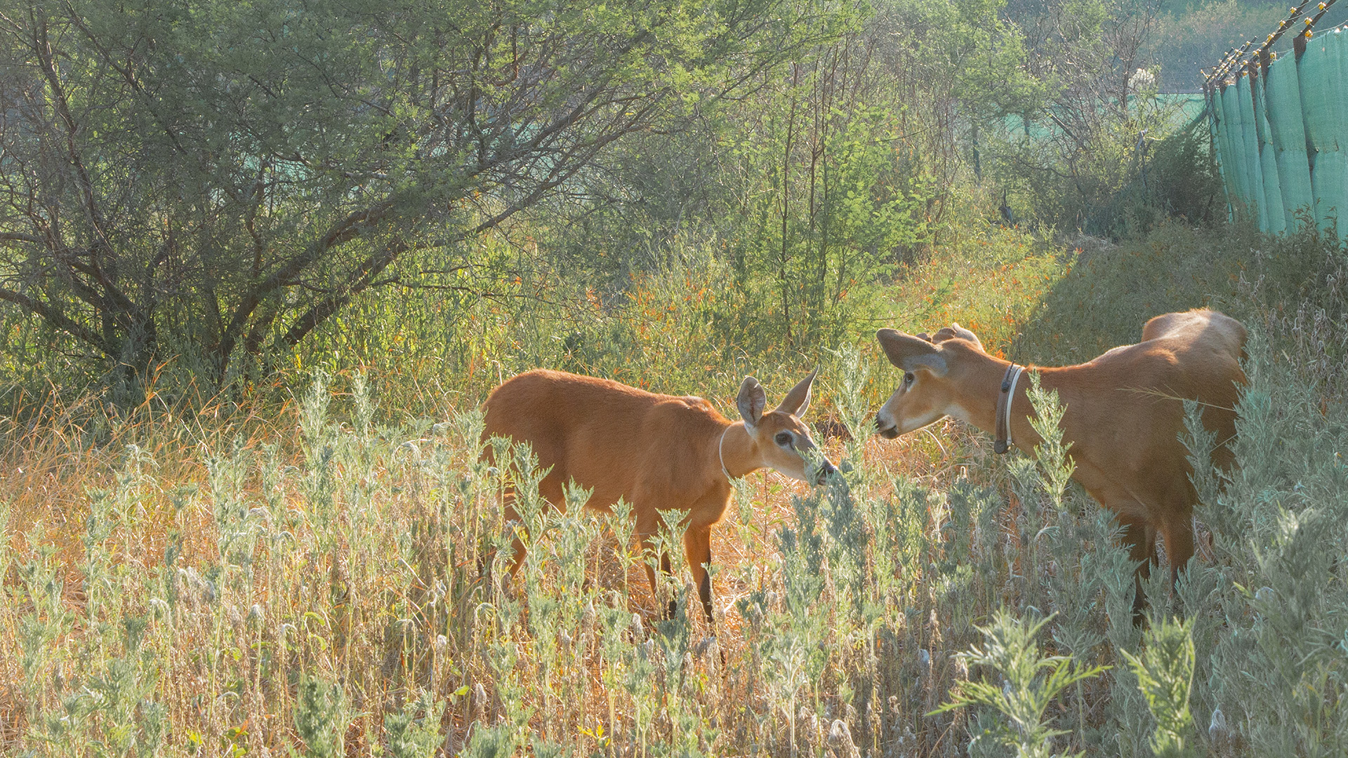 Brisa y Alfonso, ciervos de los pantanos, en el Parque Nacional El Impenetrable (Sebastián Navajas - Fundación Rewilding Argentina)