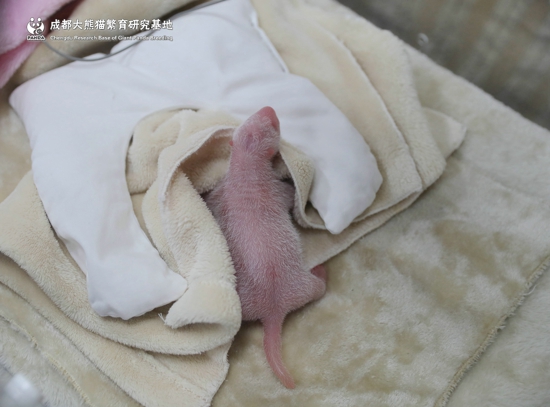 Las crías de estos animales pueden medir menos que una barra de mantequilla (Cortesía Chengdu Research Base of Giant Panda Breeding)