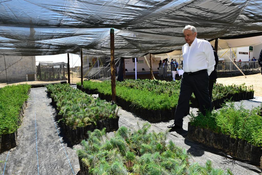 AMLO impulsa Sembrando Vida para ayudar a los sectores rurales (Foto: Cortesía Presidencia)