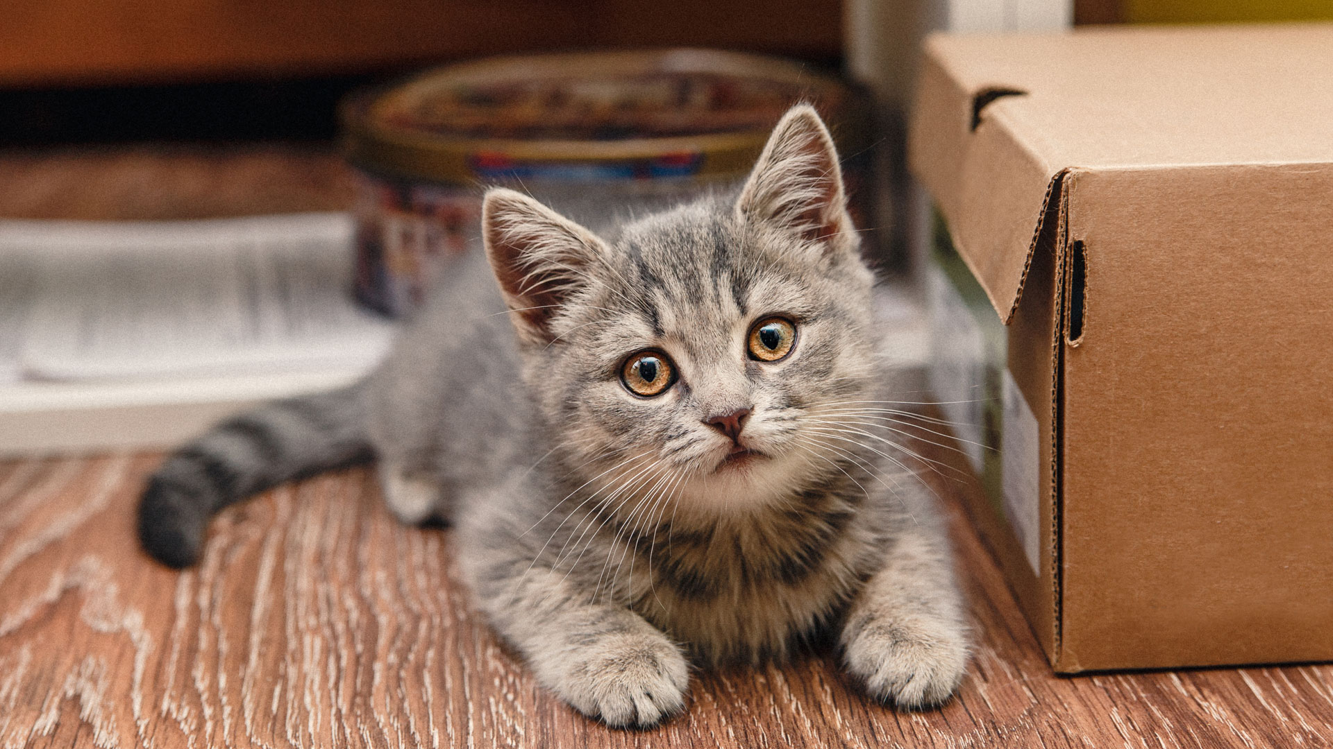 Los gatos no son sumisos, no necesitan serlo como estrategia de supervivencia (Shutterstock)