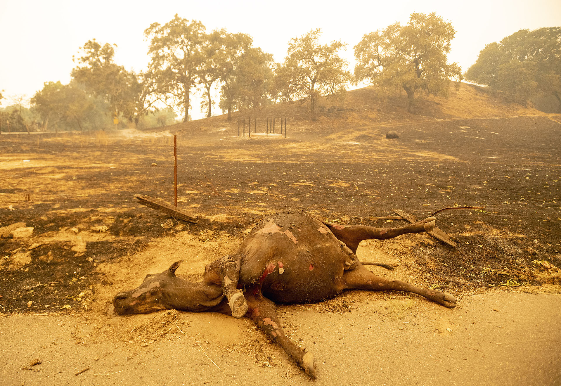 Un animal muerto tras ser alcanzado por las llamas (JOSH EDELSON / AFP)