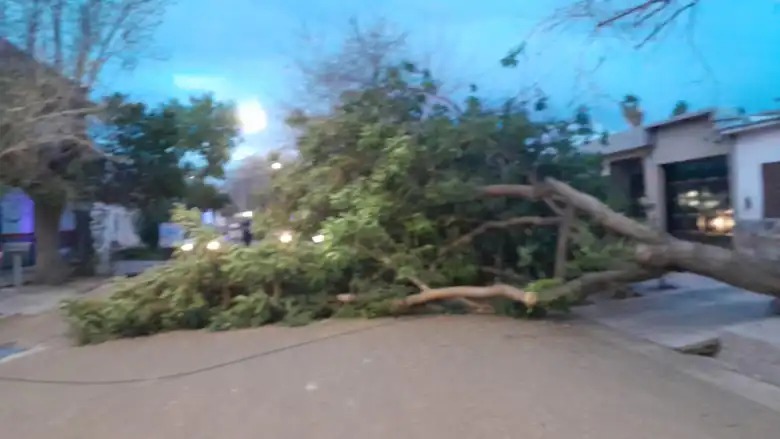 &Aacute;rboles ca&iacute;dos y techos volados: un fuerte temporal por el viento Zonda provoc&oacute; destrozos en Mendoza