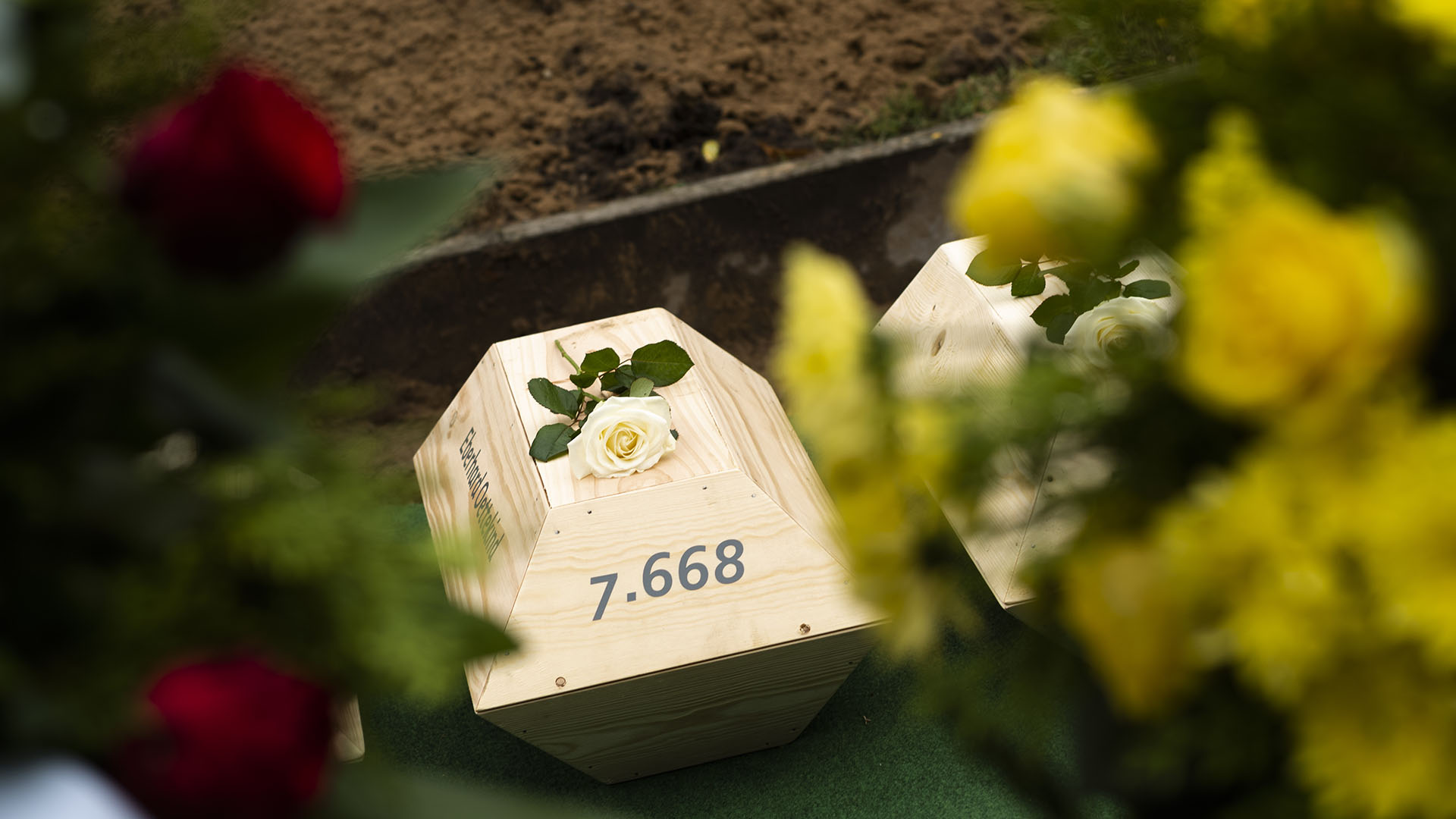 Un pequeño féretro con restos de un soldado alemán caído está decorado con una rosa blanca durante un funeral en un sitio conmemorativo para soldados caídos en Wuhden, Alemania (Foto AP / Markus Schreiber)