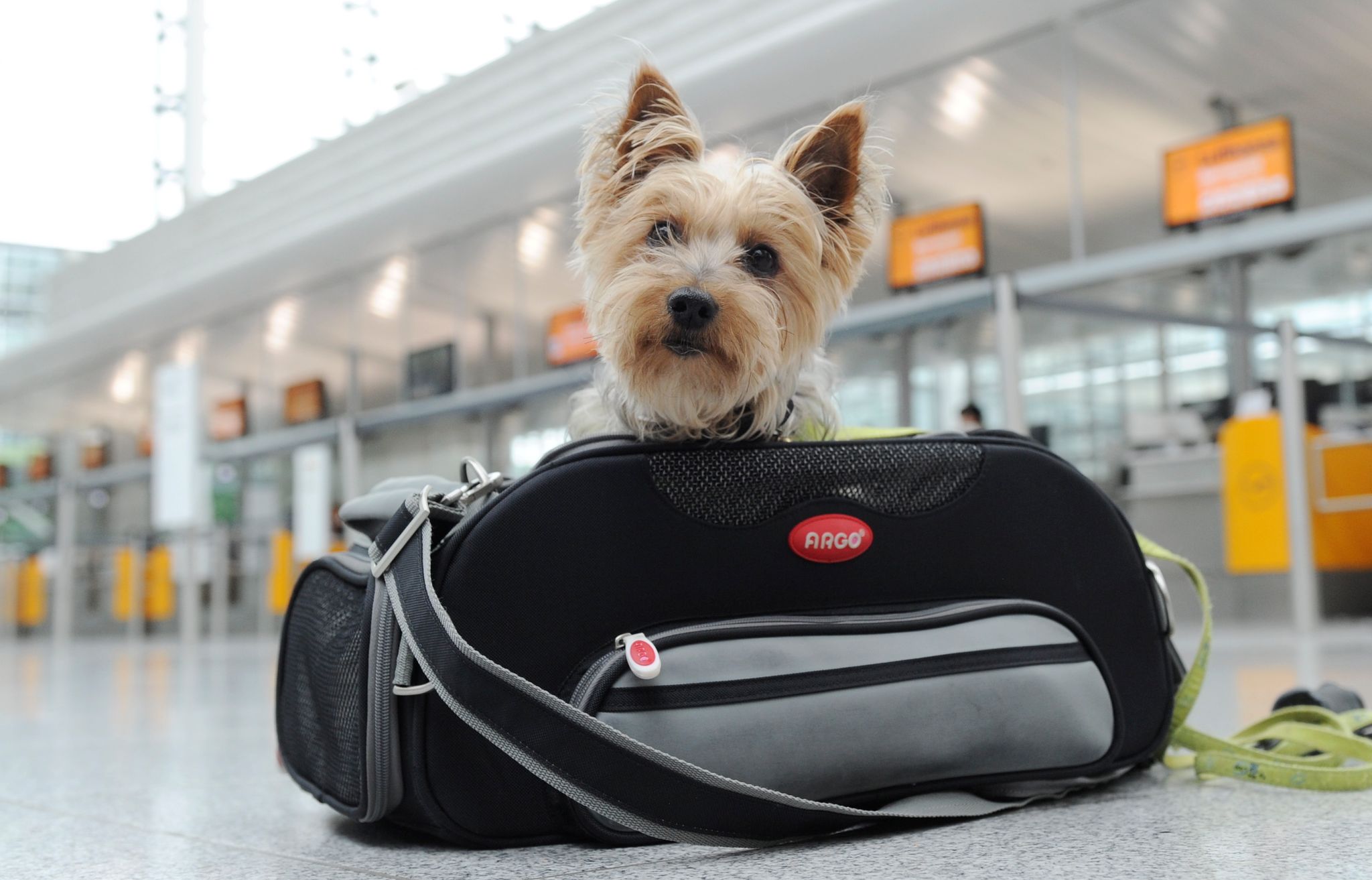 Conocer qué documentación es necesaria para viajar con los animales puede impedir serios inconvenientes (Tobías Hase/DPA)