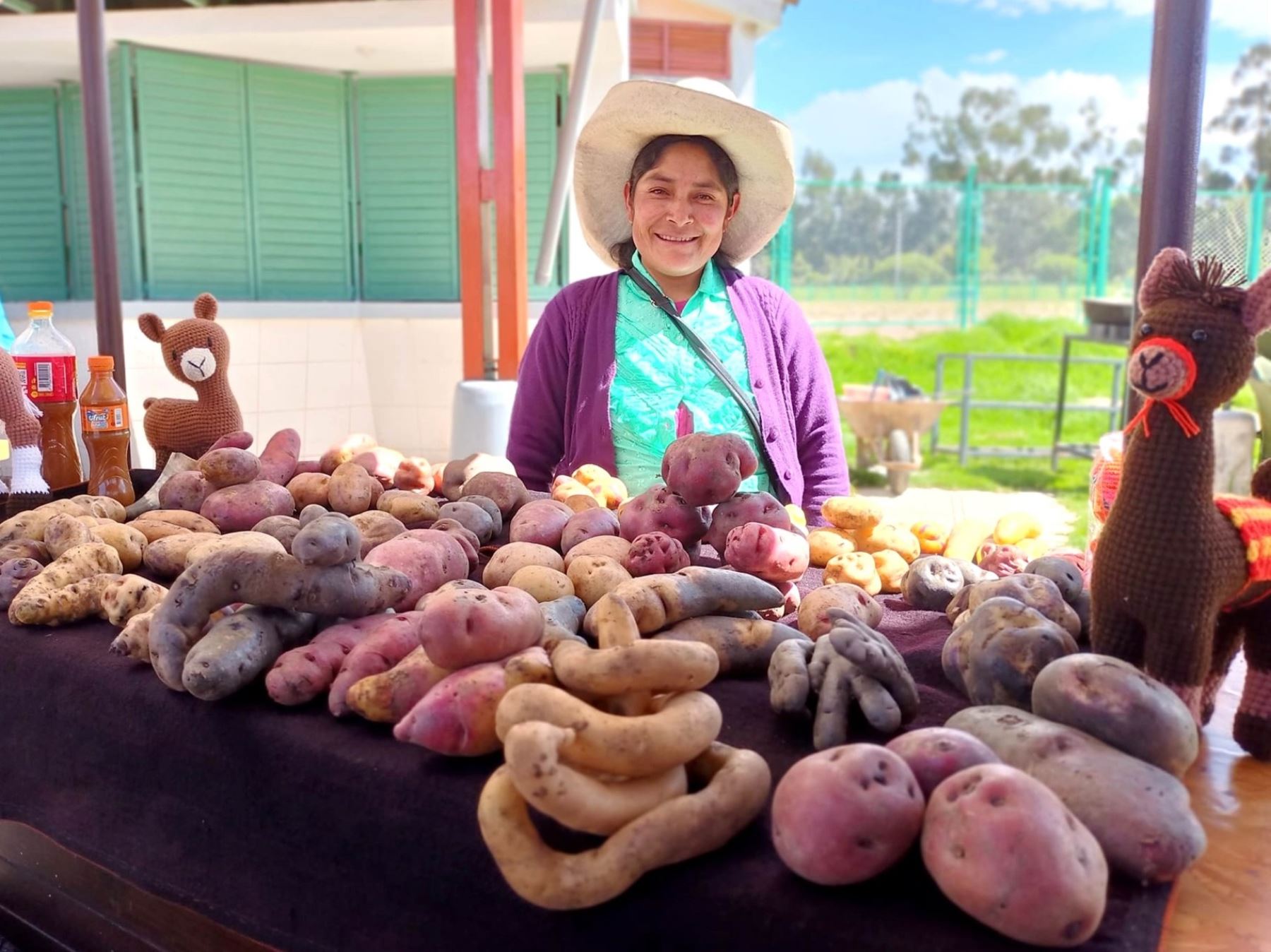 La papa es un ingrediente esencial en la gastronomía peruana, siendo parte de una amplia variedad de platos regionales y contribuyendo al renombre internacional de la cocina peruana. Foto: Andina.