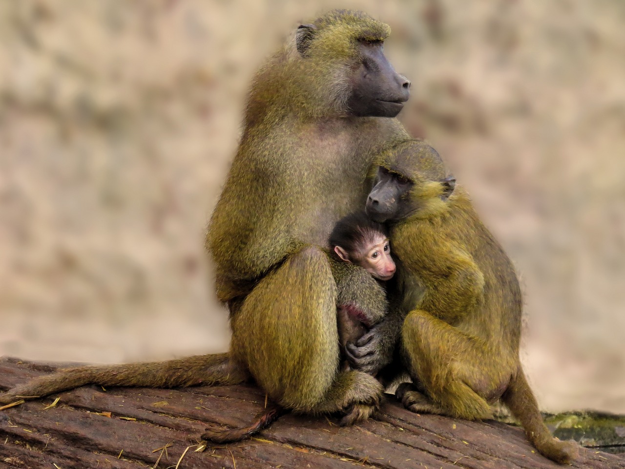 Los traumas de los babuinos pueden provenir principalmente de la experiencia de la madre en la sociedad (Pixabay)