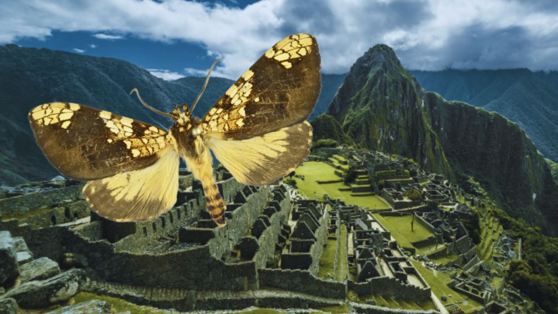 Descubren una nueva especie de mariposa en Machu Picchu: ¿cómo se llama y  cuáles son sus características? - Infobae