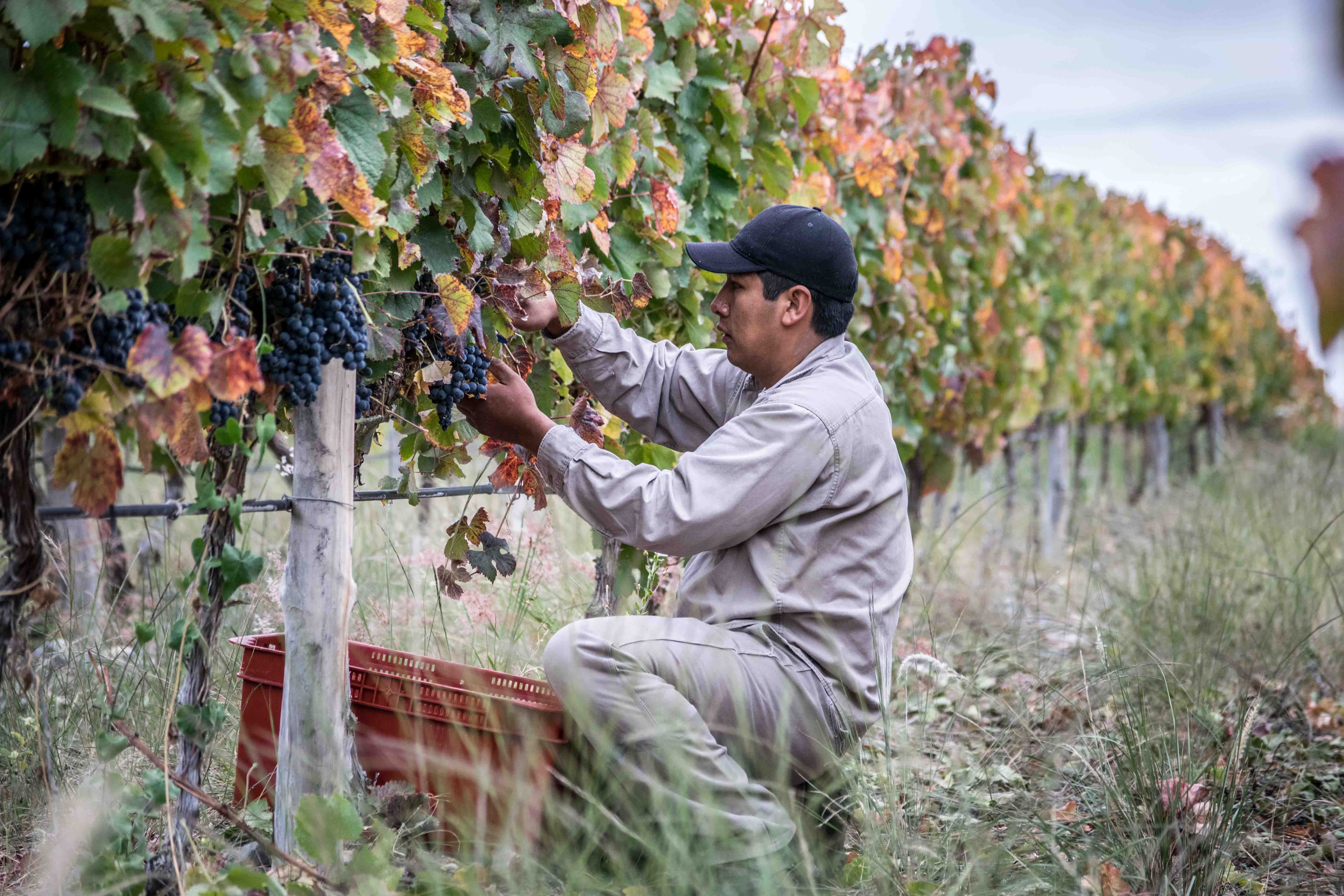 Chakana Estate Torrontés de Maceración Prolongada 2021. Muy interesante el trabajo biodinámico que viene haciendo desde hace años el enólogo Gabriel Bloise, y que es un constante aprendizaje, y sus vinos lo reflejan