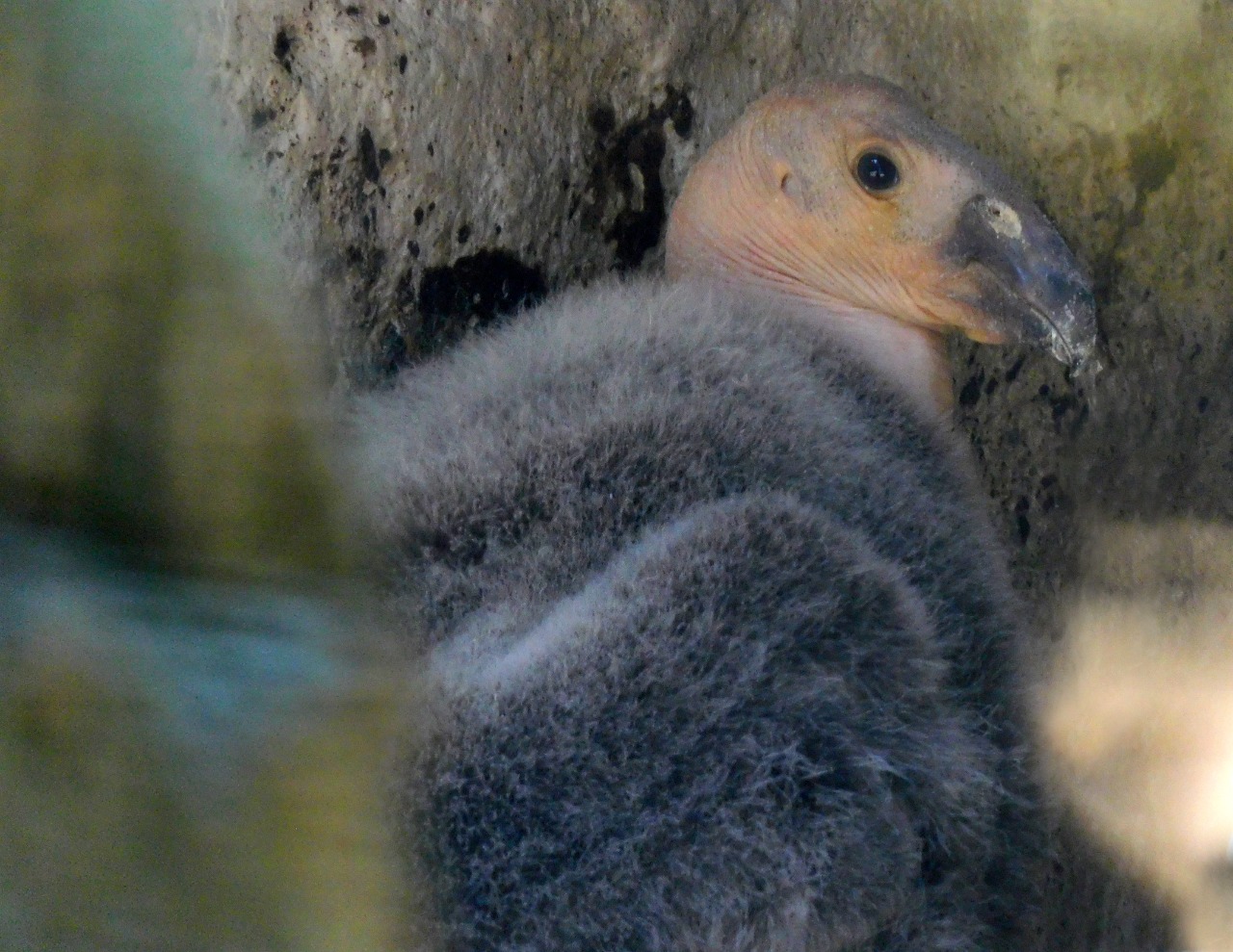 チャプルテペック動物園でコンドルが生まれた Infobae