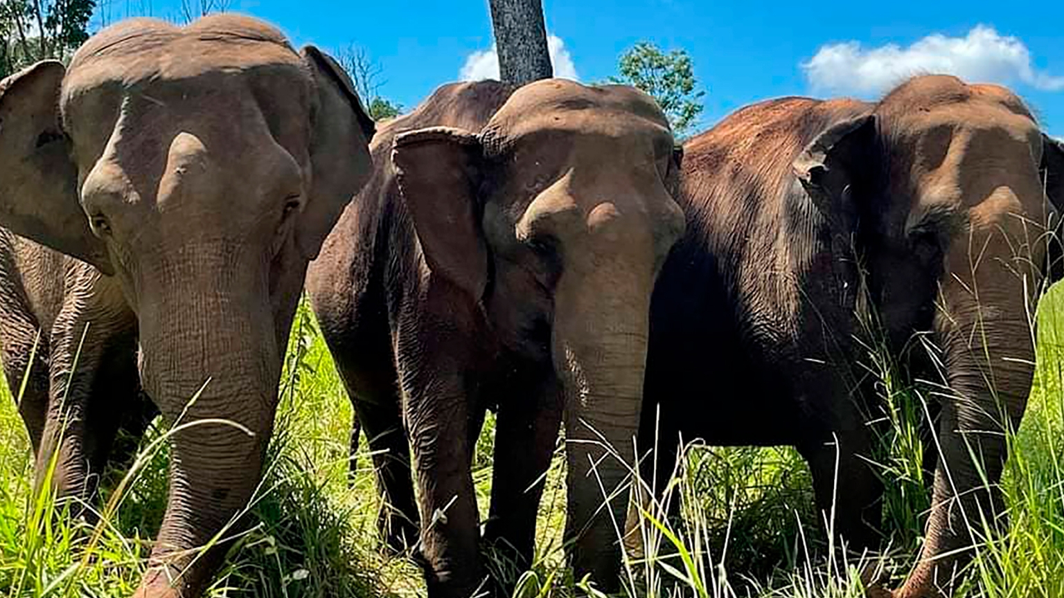 Historia de la elefanta que puso a los humanos a pensar cómo hay que tratar a otros seres vivos