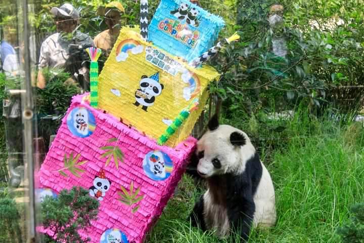 Murió la panda Shuan Shuan después de celebrar su cumpleaños en el Zoológico de Chapultepec
