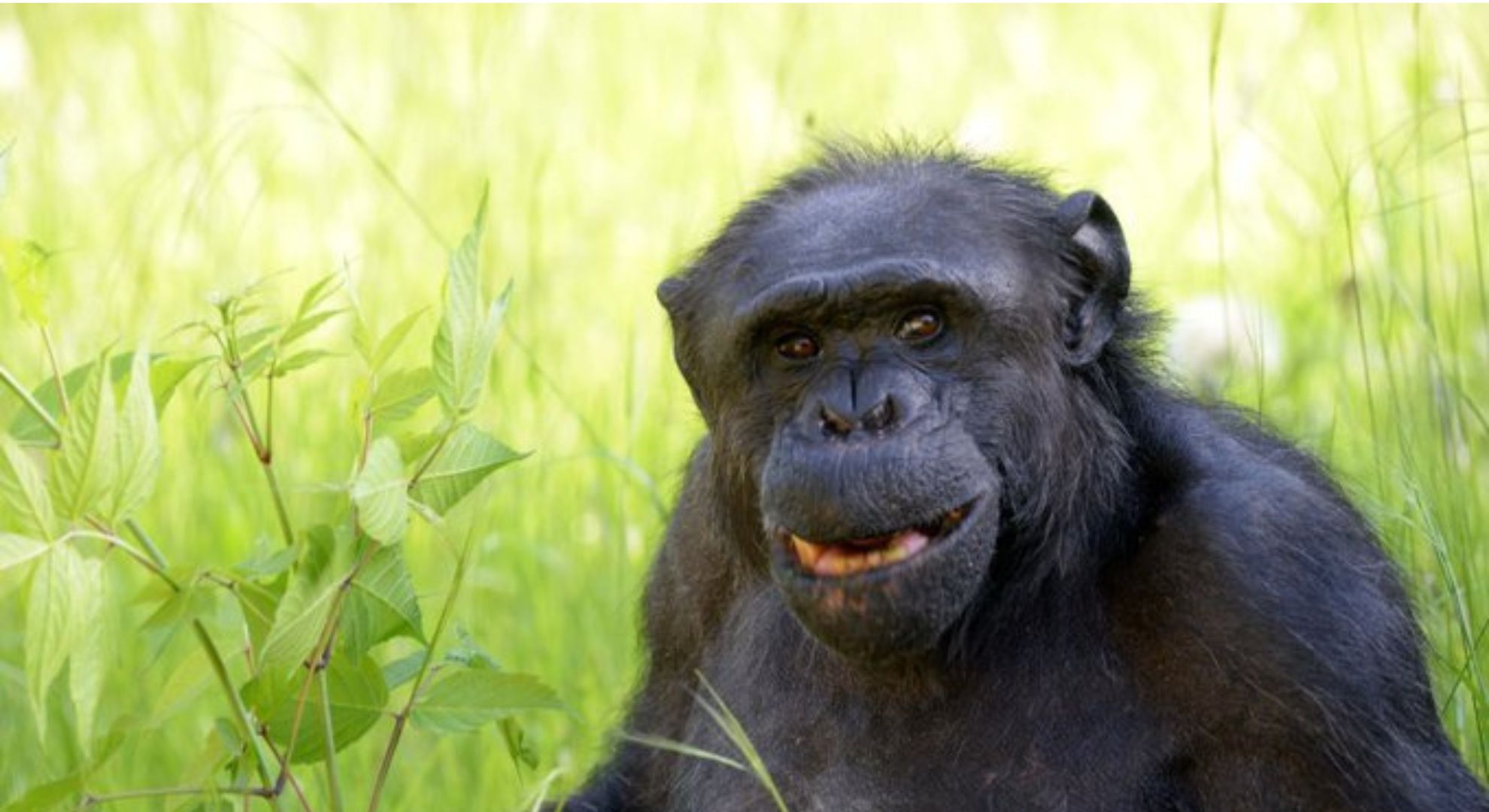 El cerdo impulsó el boom del consumo de carne y marcó un récord histórico en la Argentina