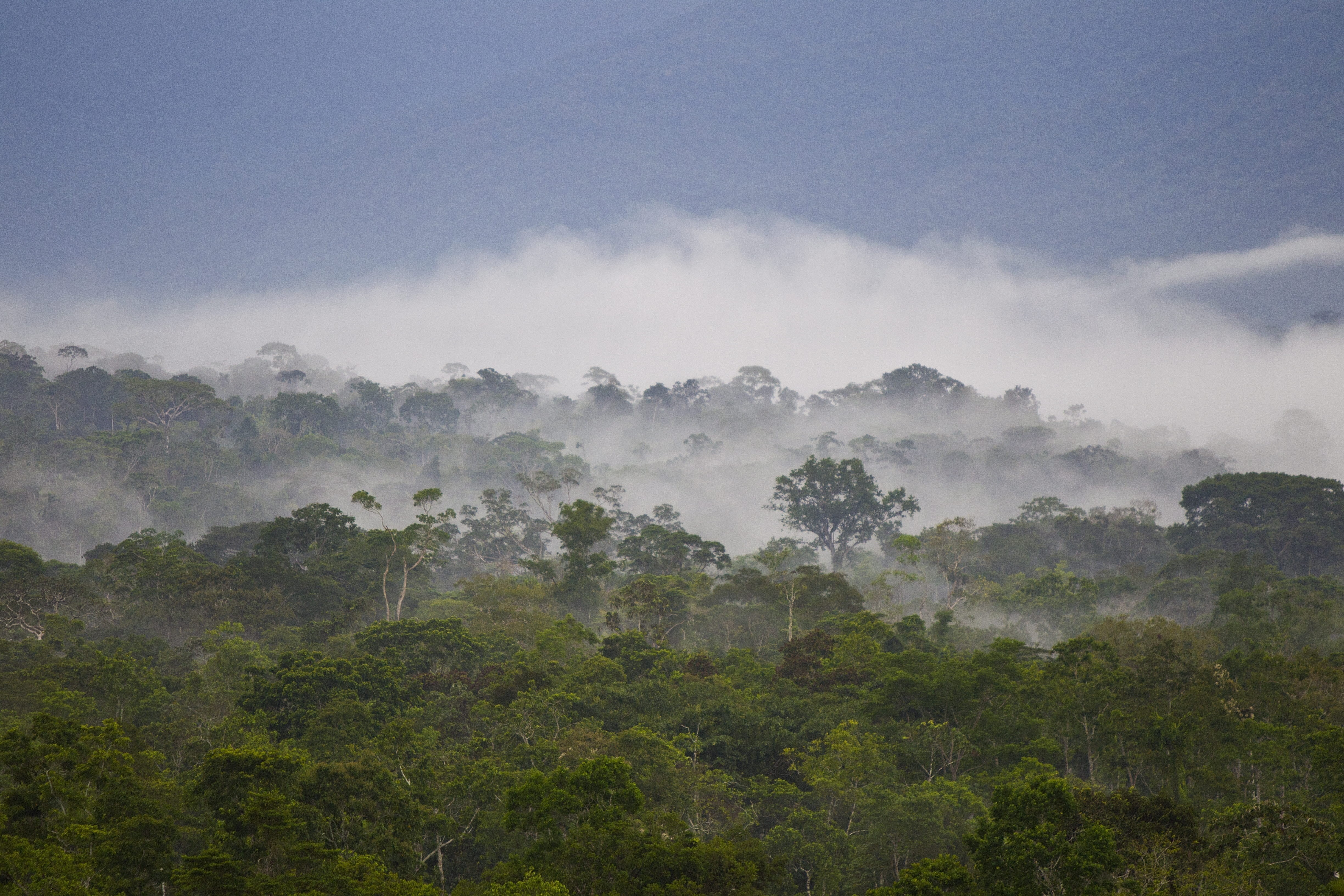El gobierno de Ecuador anunció que financiará proyectos para proteger los bosques amazónicos donde viven indígenas por USD 2,5 millones