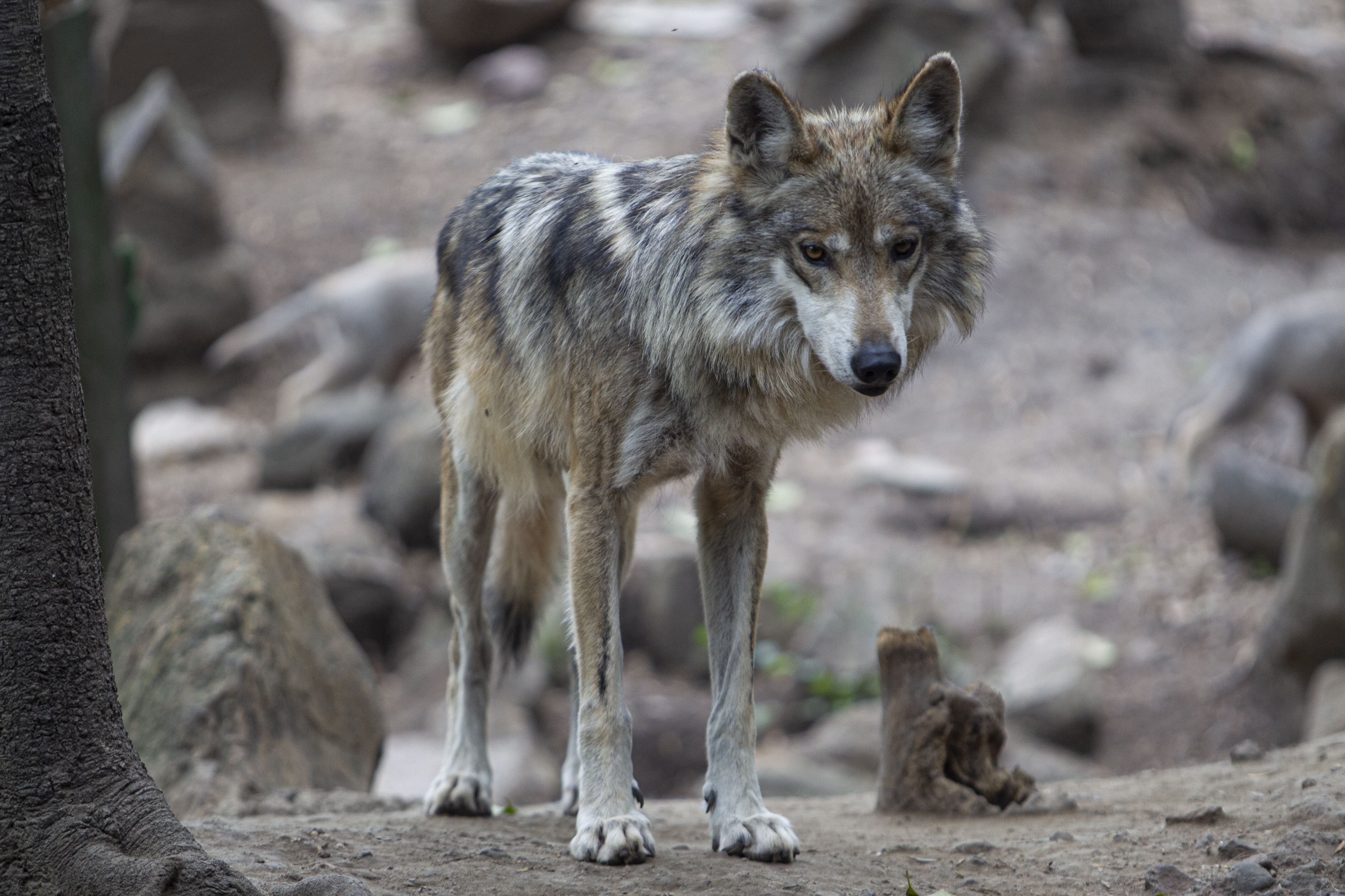 Male Mexican wolf at Chapultepec Zoo, Mexico City.  June 11, 2021. Photo: Karina Hernández / Infobae