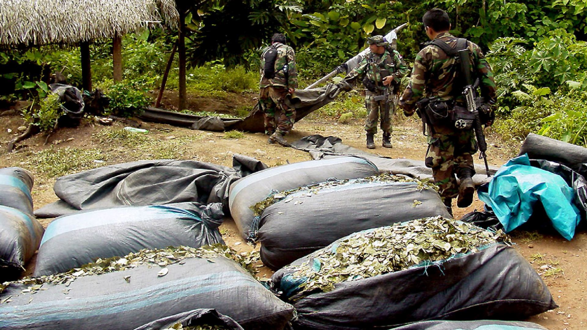 The passing Peruvian governments continue to fight against the total eradication of coca leaf cultivation.  (Andean)