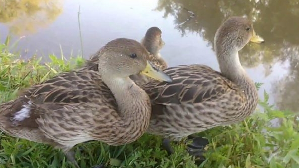 Detectaron un segundo caso de gripe aviar en dos patos silvestres en Córdoba