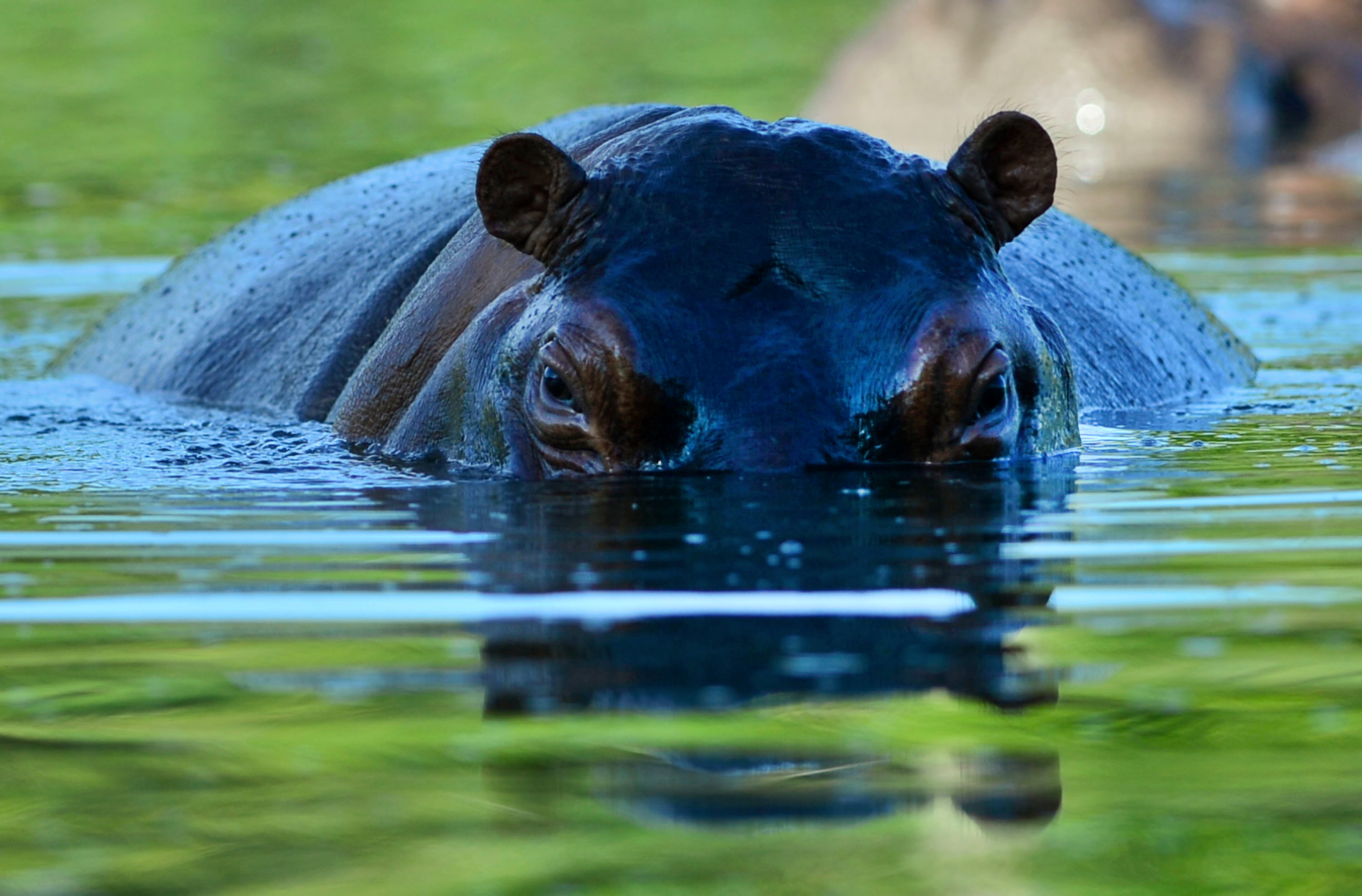 Hipopótamos: la historia de uno de los animales más peligrosos de África -  Infobae