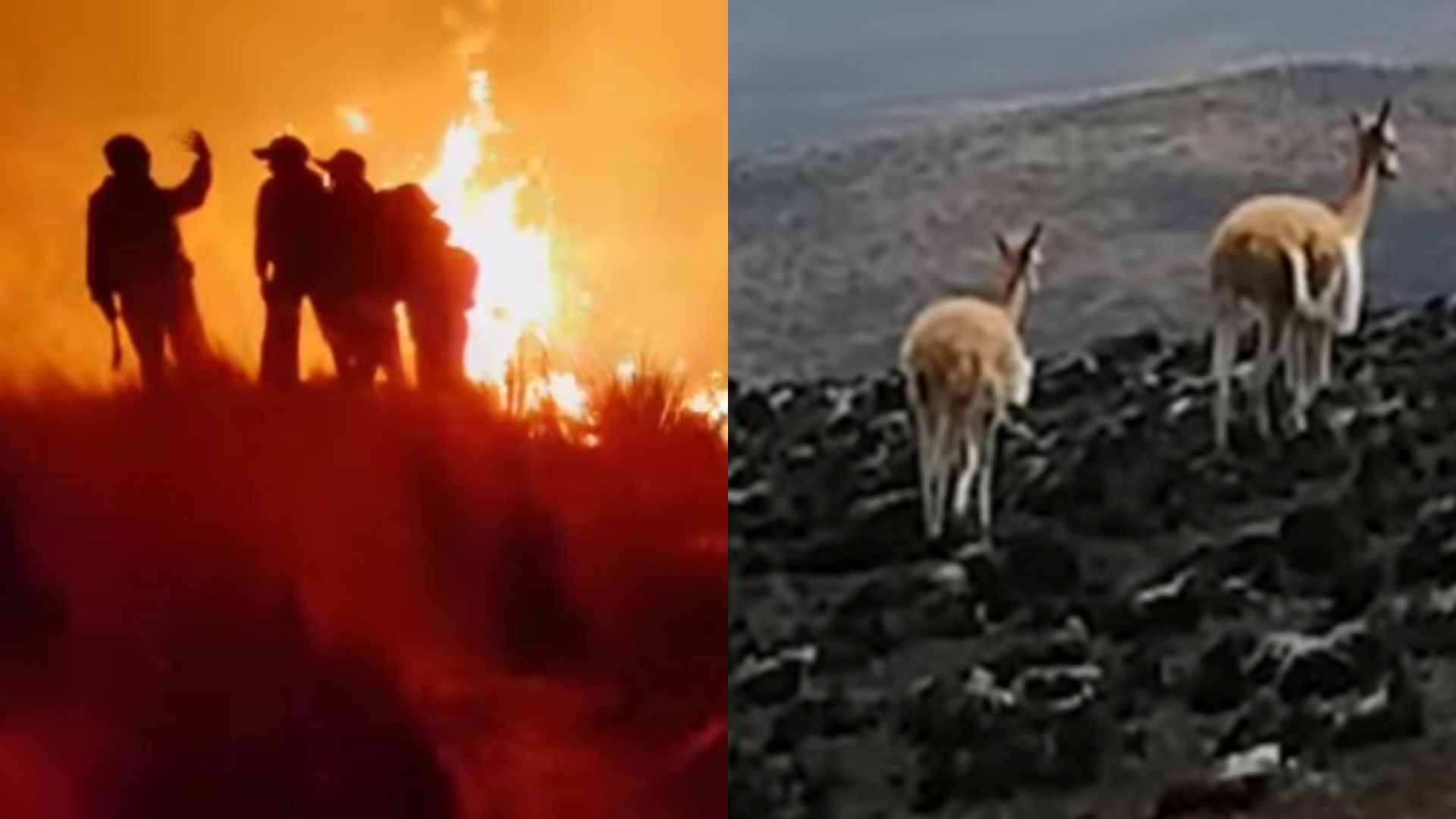 Incendio En Cusco Arrasó Con El 95 Del Parque Natural De Reserva De Vicuñas Infobae 0928