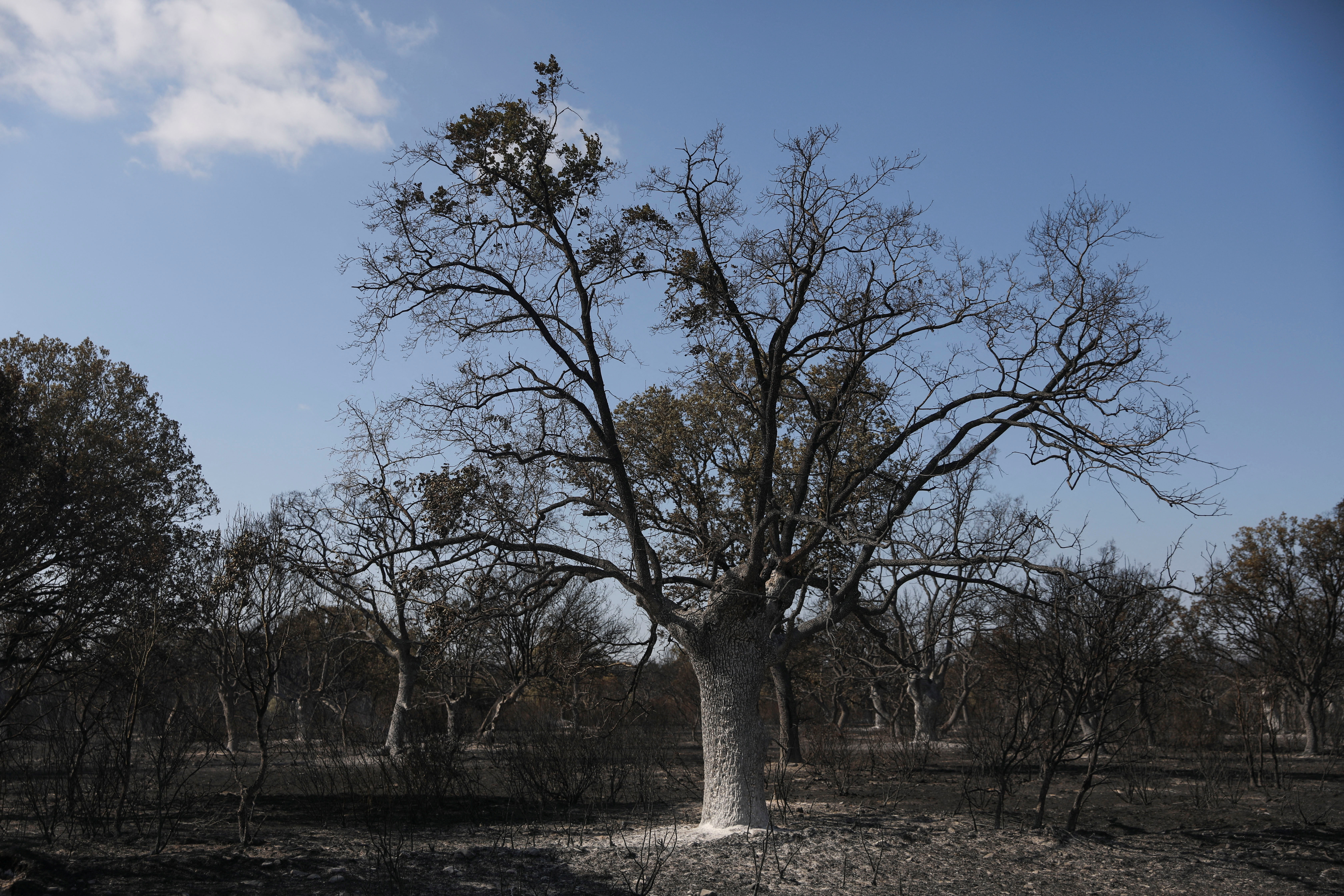 La imagen muestra un árbol y sus alrededores calcinados debido a los incendios forestales que azotan España.