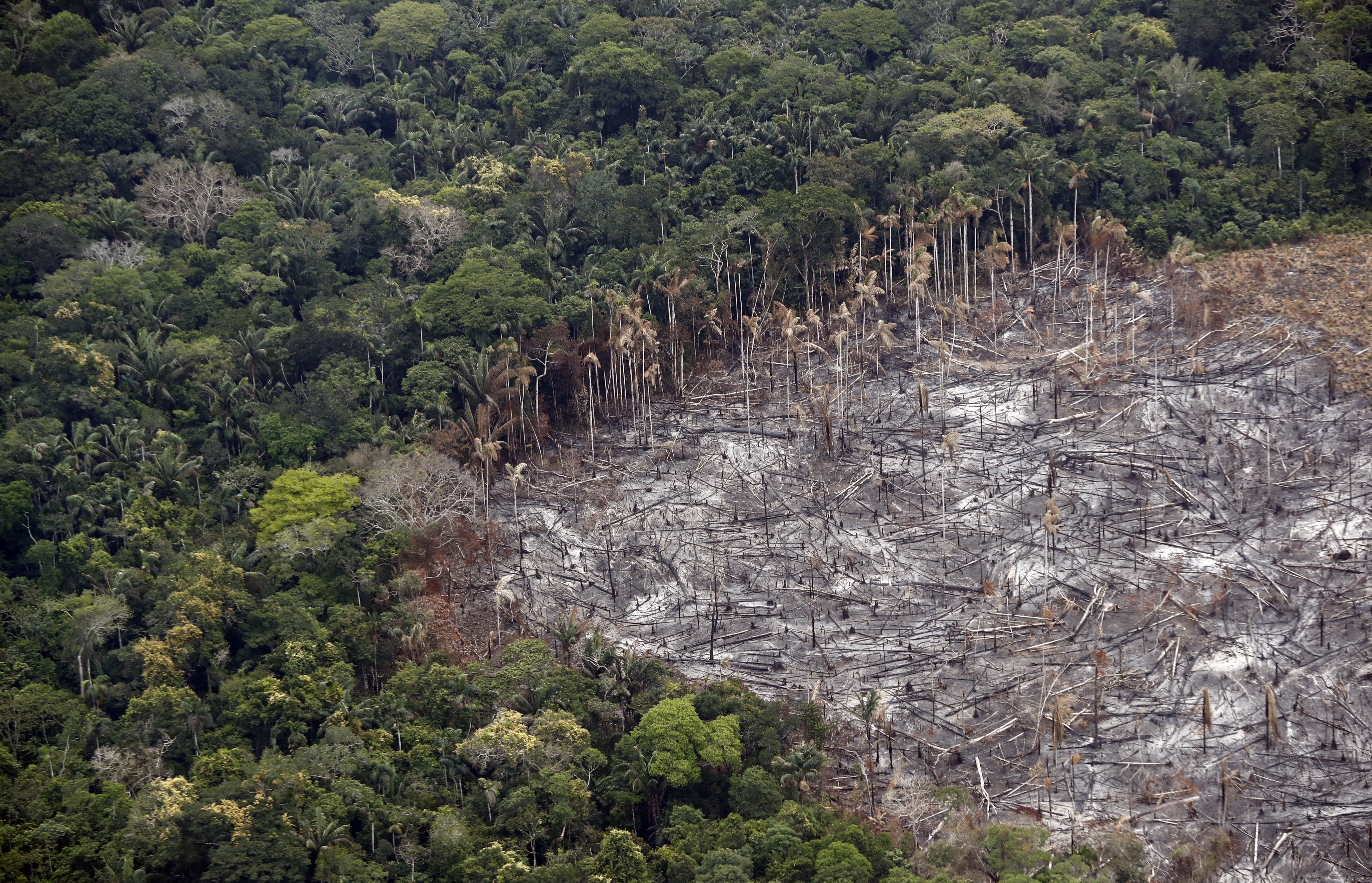 Fotografía de un terreno de selva deforestado en el Amazonas. El consumo sin freno lleva a quemar el pulmón del planeta. (EFE/ Mauricio Dueñas Castañeda/Archivo)
