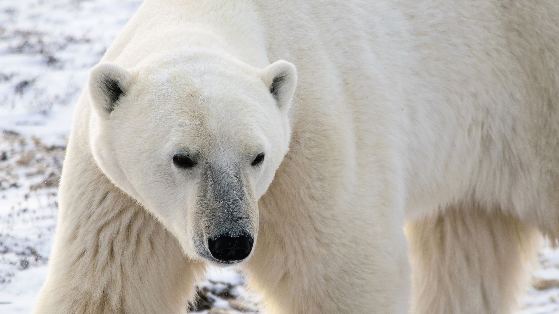 La enfermera condenada por la muerte de cinco bebés en Córdoba denunció amenazas y ataques en la cárcel 