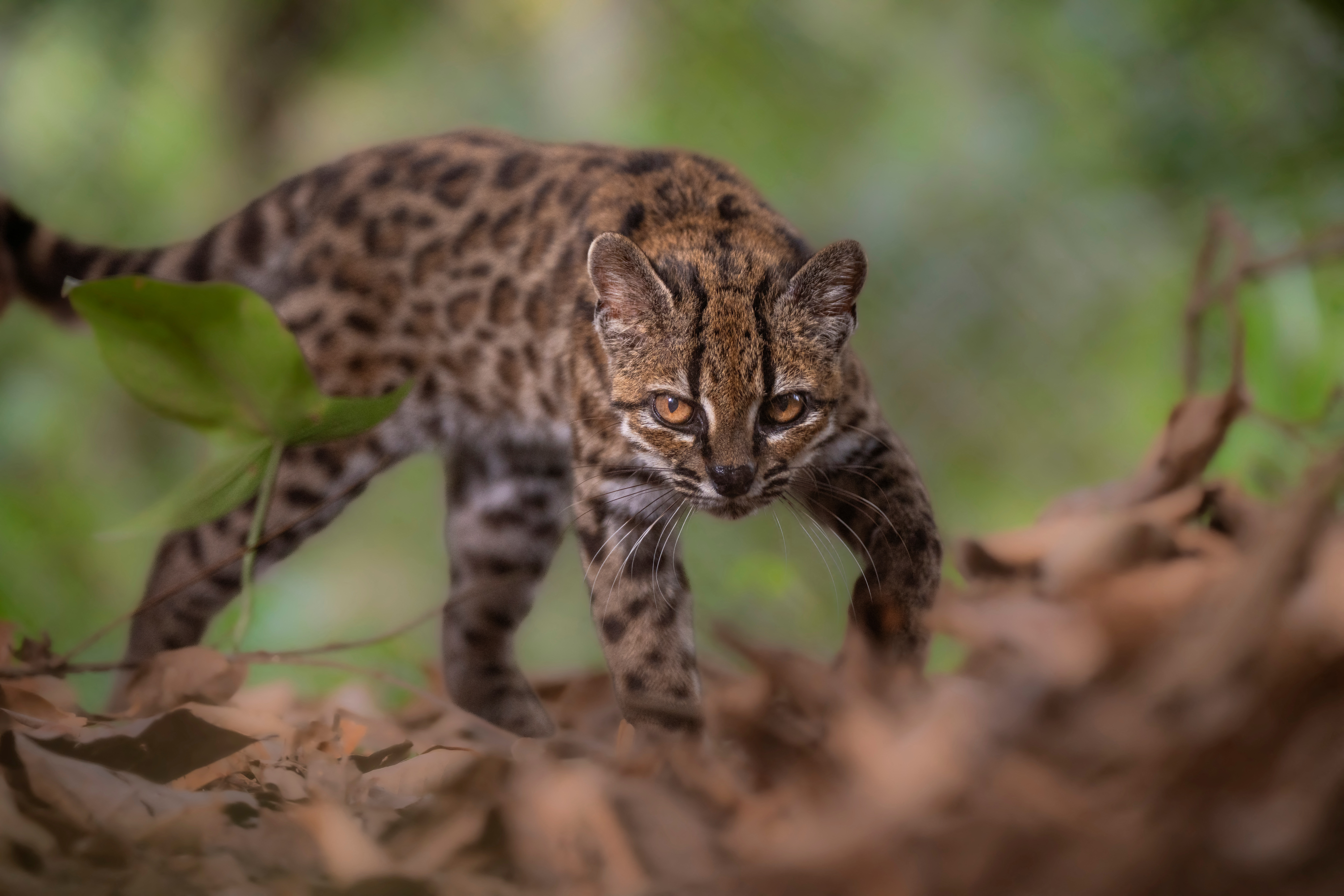 Lo criaron como un gato dom&eacute;stico, cazaba gallinas y maullaba distinto: el ADN confirm&oacute; que era una especie silvestre desconocida