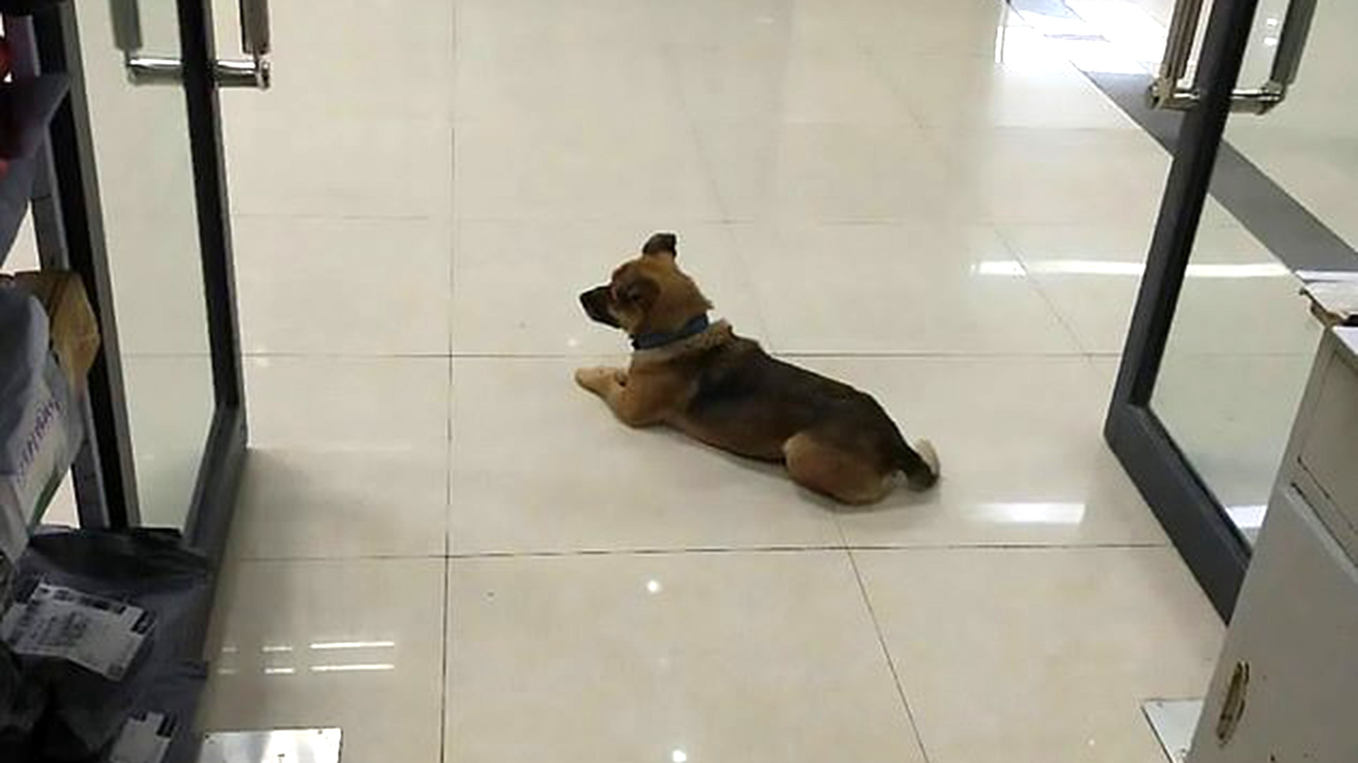 El personal del hospital comentó que el perro no se movía de la entrada, esperando a su dueño
