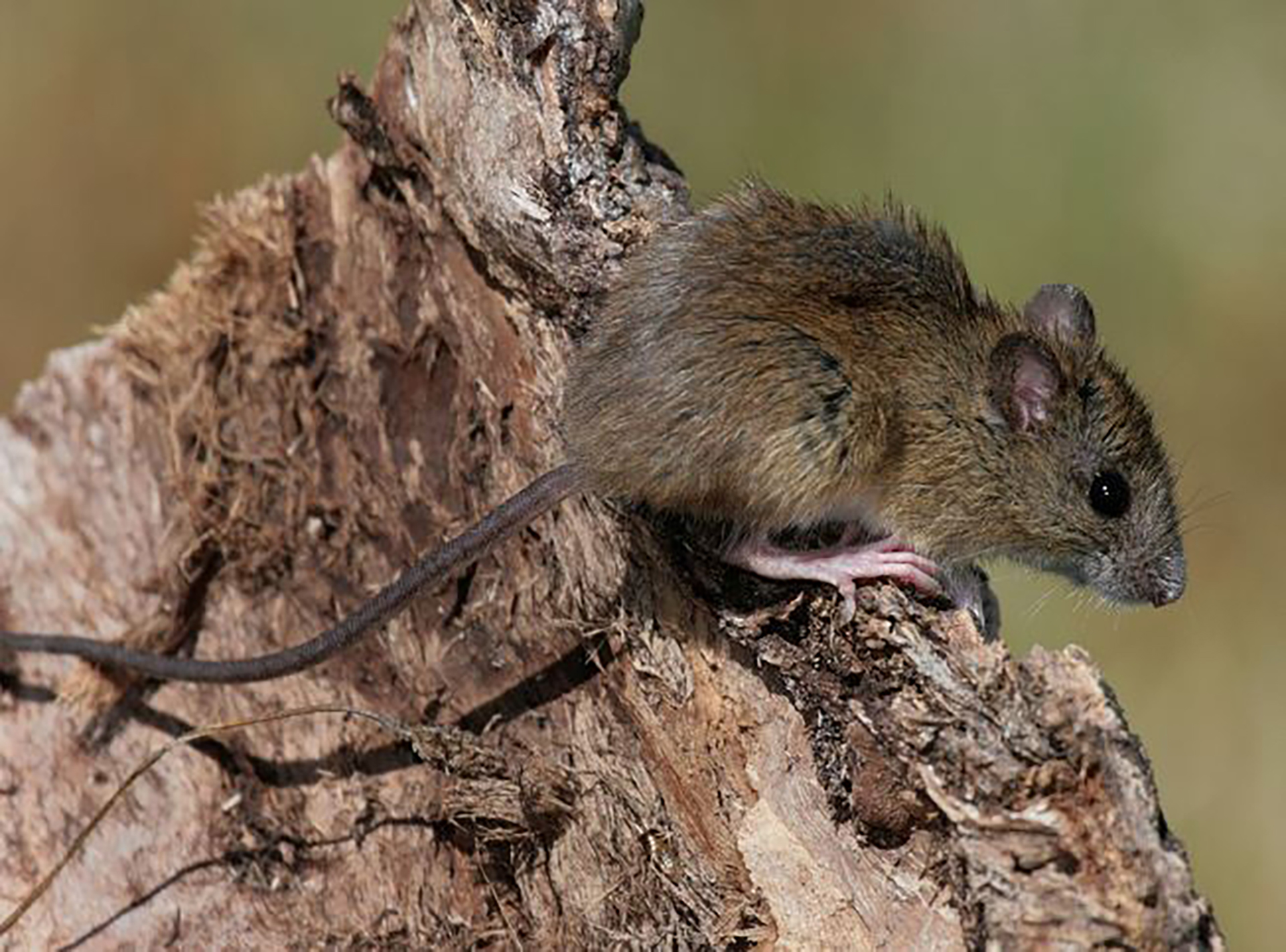 Brote de hantavirus en Buenos Aires: hubo 18 casos confirmados y siete muertes en lo que va del a&ntilde;o 