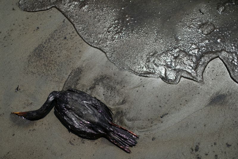 Un pájaro muerto yace en una playa durante una limpieza, después de un derrame de petróleo causado por olas anormales, provocadas por una enorme erupción volcánica submarina a medio mundo de distancia, en Tonga, en Ventanilla, Perú. 18 de enero de 2022. REUTERS/Pilar Olivares