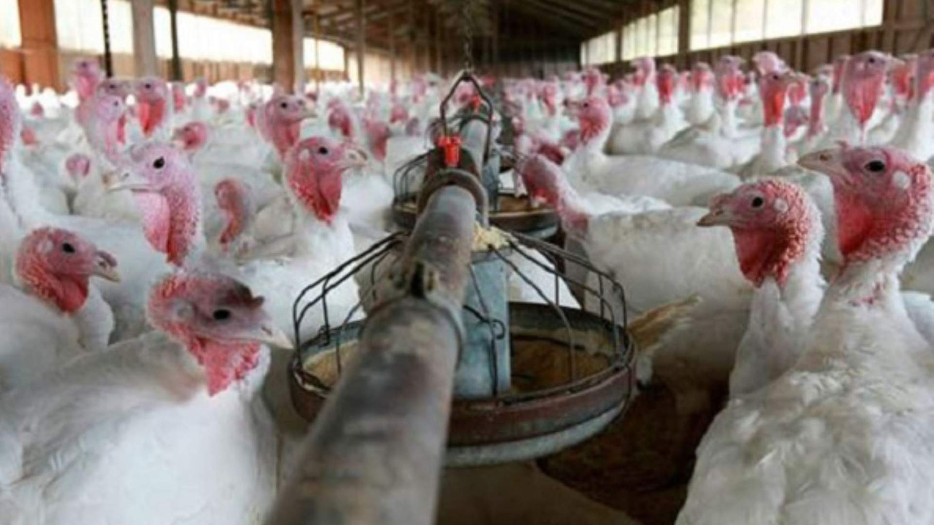 Hasta ahora los casos de personas afectadas por la gripe aviar son bajos. Sin embargo, las autoridades sanitarias advierten que hay riesgo de que el virus cambie y podría transmitirse entre humanos/Archivo