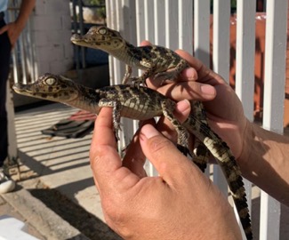 Rescataron a 39 cocodrilos que eran transportados en una hielera en Chiapas