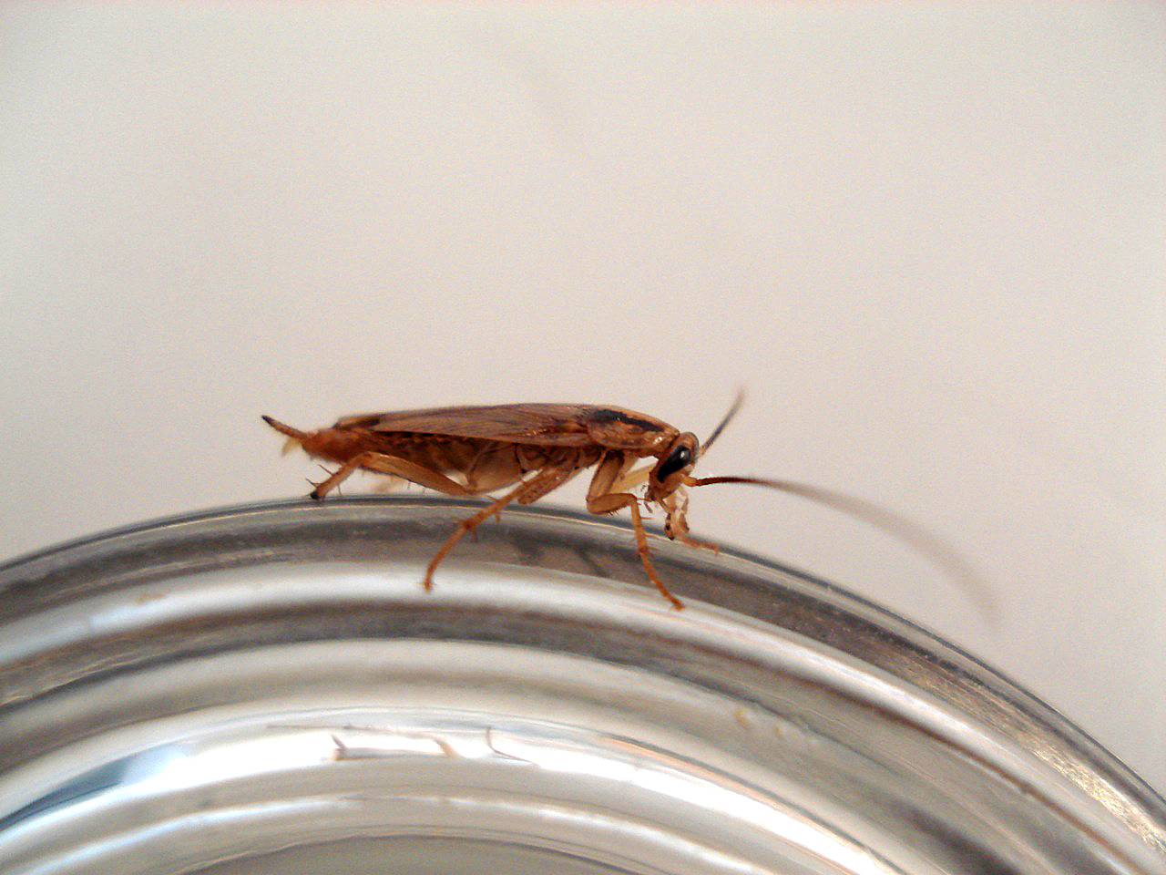 Que Funcion Tienen Las Cucarachas En El Ecosistema Qué Pasaría Si No Existieran Las Cucarachas