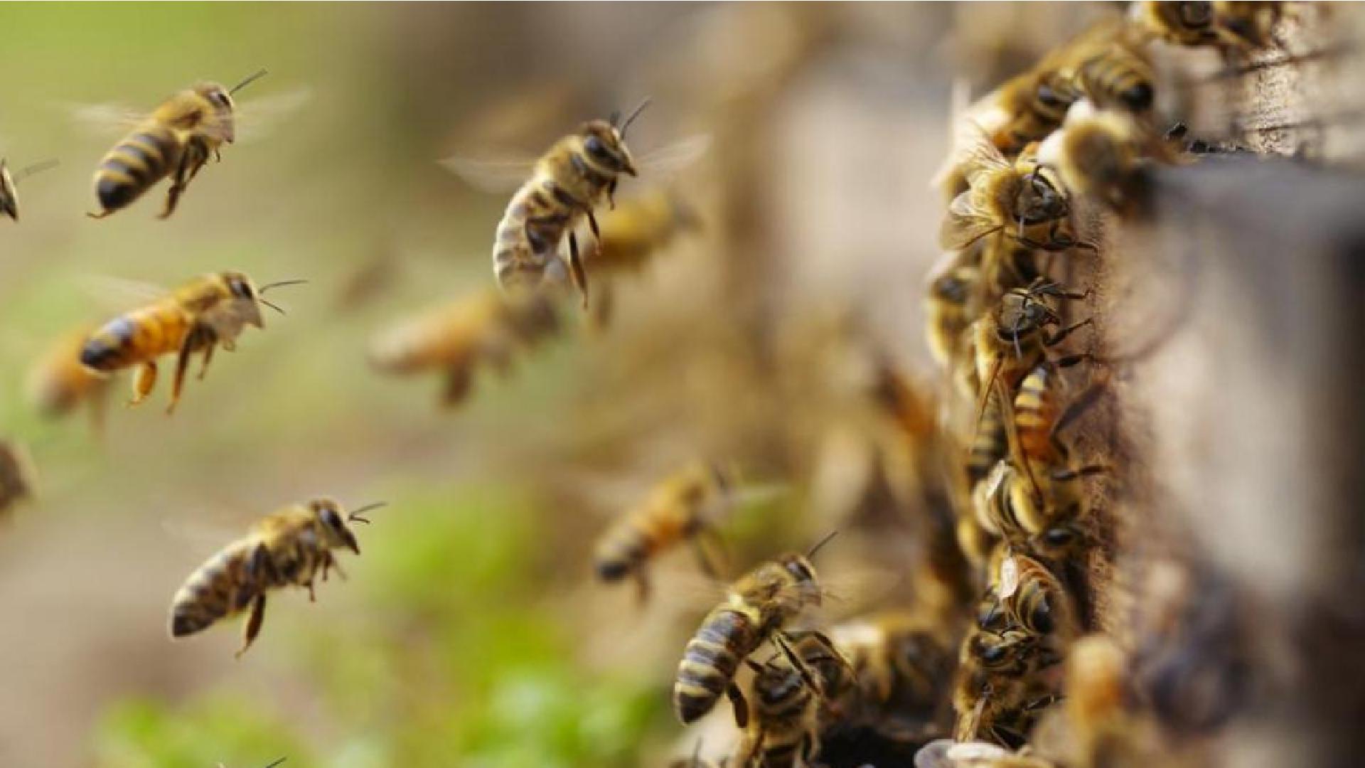 Familia de Coatzacoalcos terminó hospitalizada tras ataque de abejas africanas 