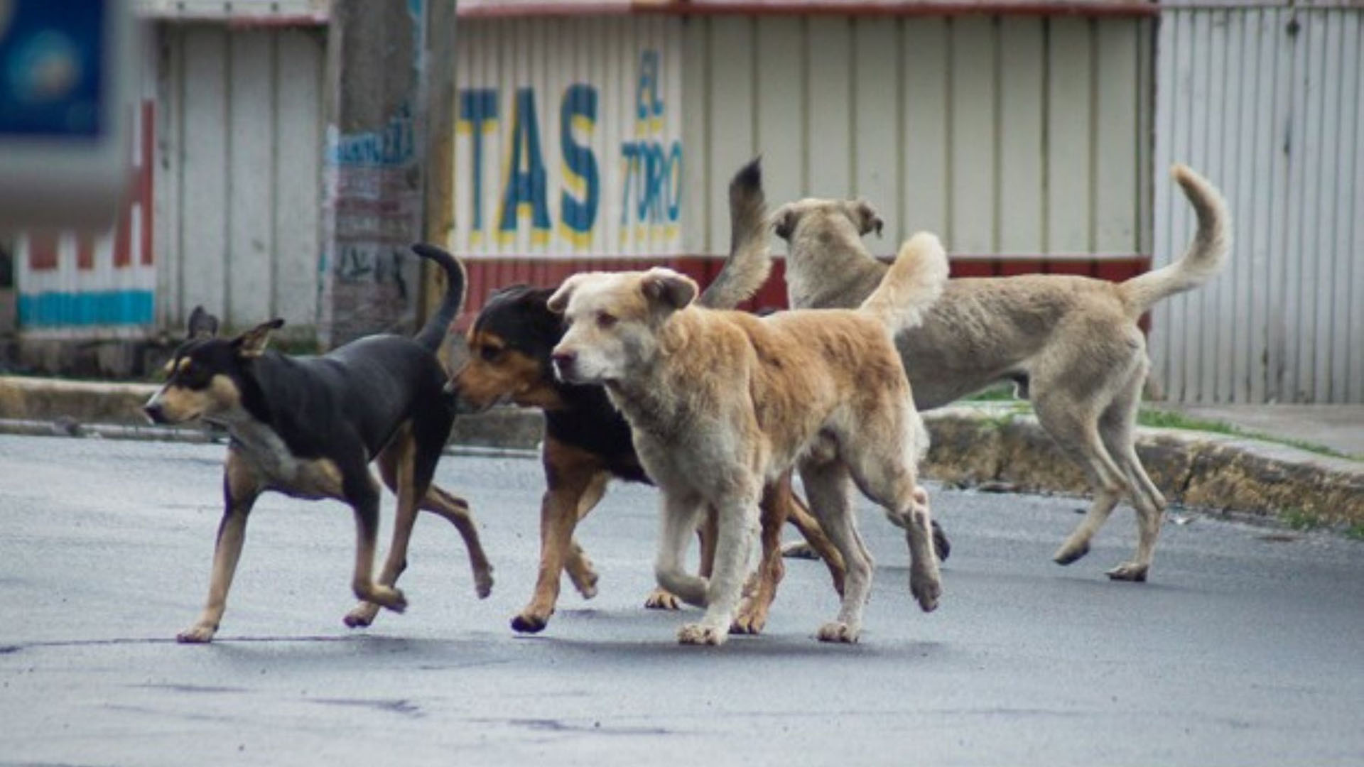 En octubre rescataron más de 90 perros que serían sacrificados para consumo humano en Edomex (Archivo)
