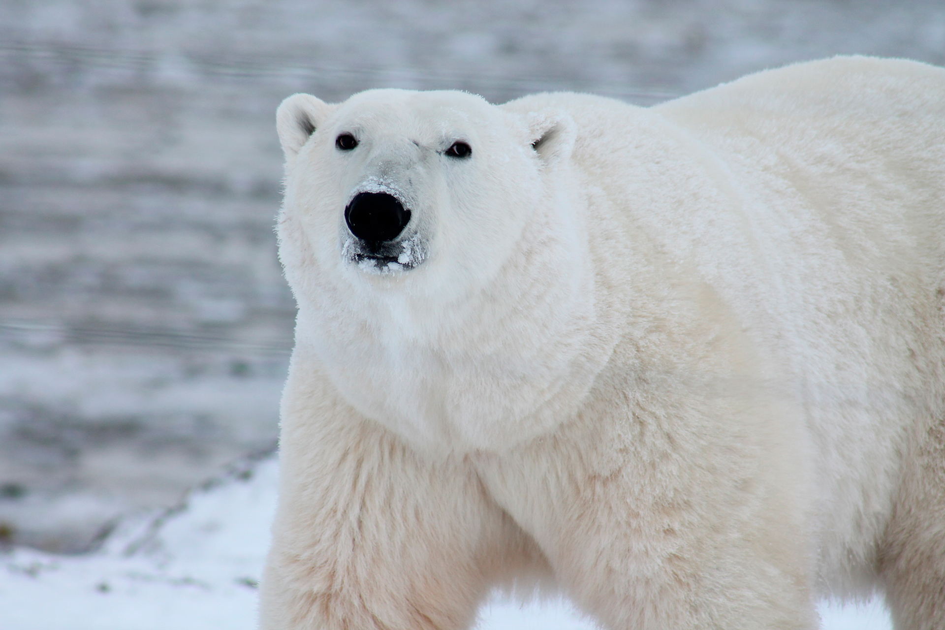 El calentamiento acelerado del Ártico atenta directamente contra la vida de estos mamíferos (Pxhere)