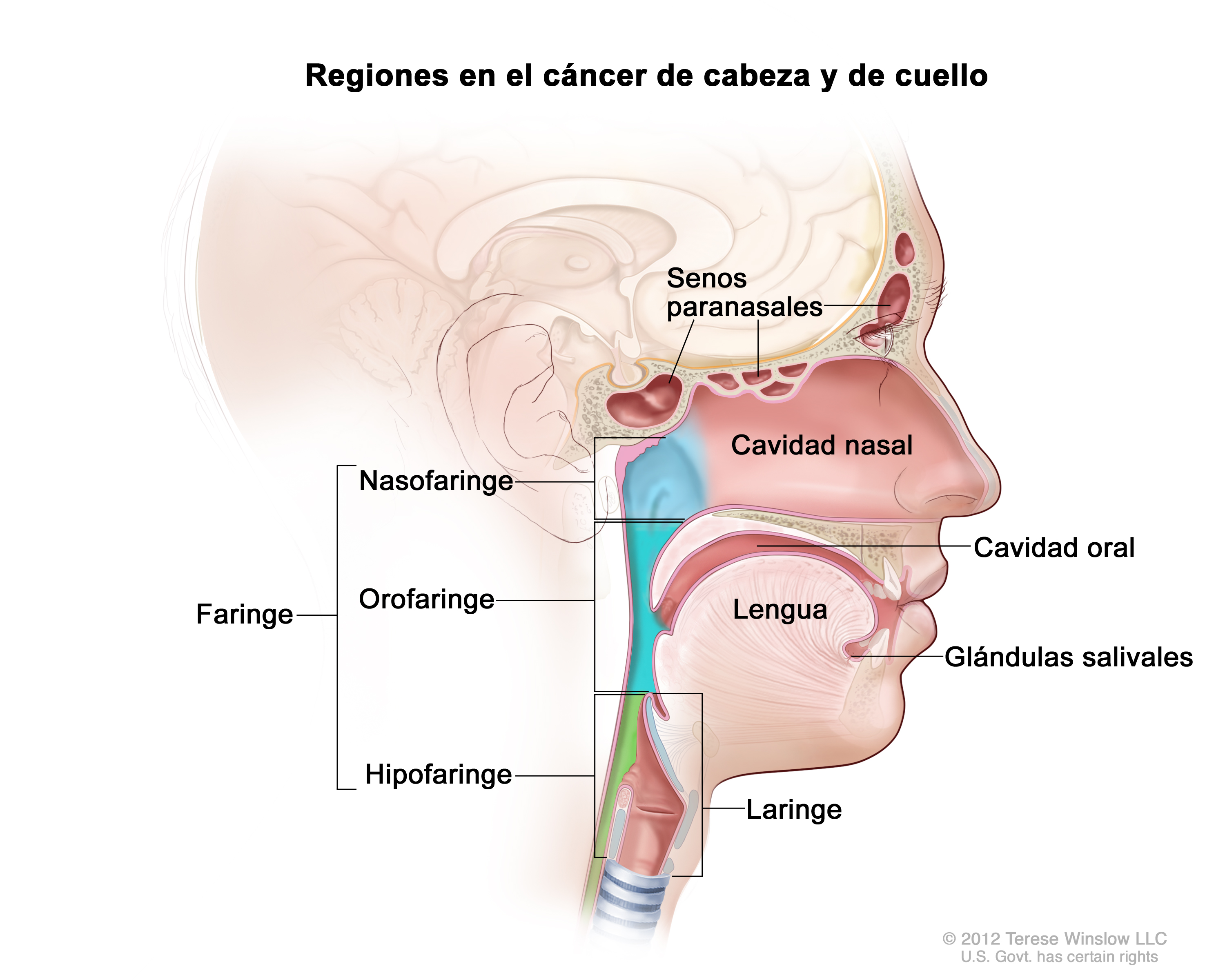 Se estima que, del total de diagnósticos de cáncer de cabeza y cuello, 4 de cada 10 corresponden a la boca, 1 de cada 3 se sitúa en la laringe y el 23% restante en la faringe (imagen: National Cancer Institute)