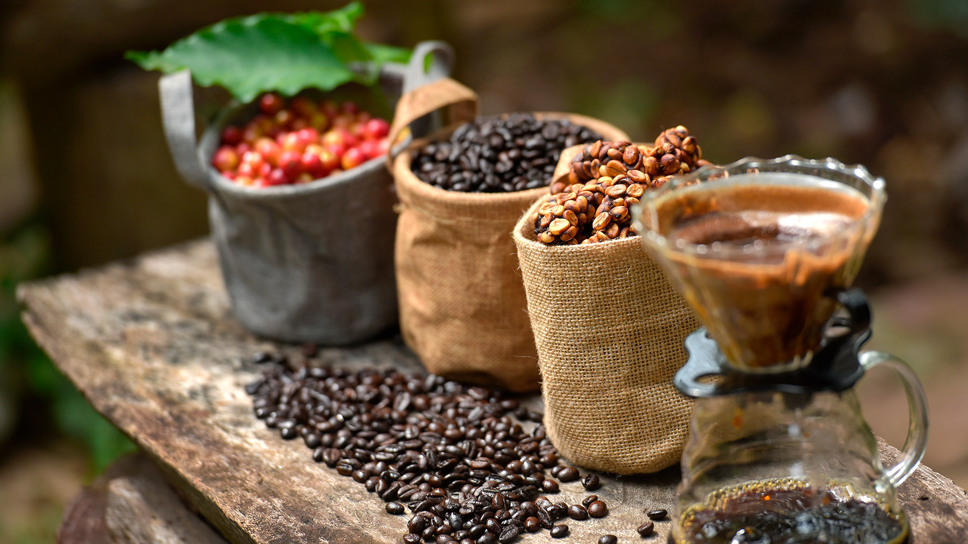 El 90% de los granos de café son color rojo (Foto: Getty Images)