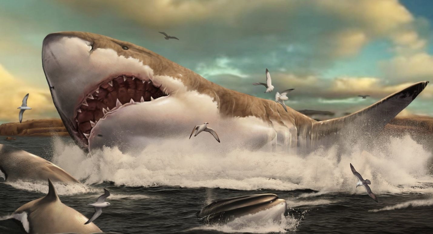 Ciencia.-Megalodón desarrolló sus dientes por hacerse enorme - Infobae, image size:1429x774