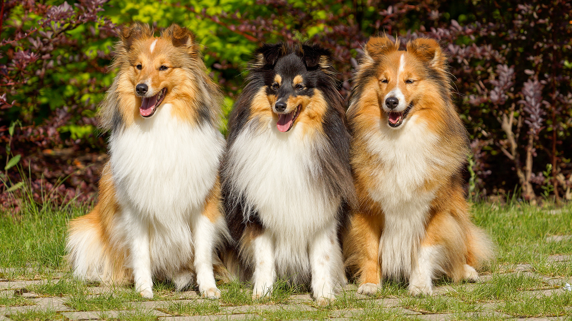 ¿Qué raza es el perro de la película Lassie