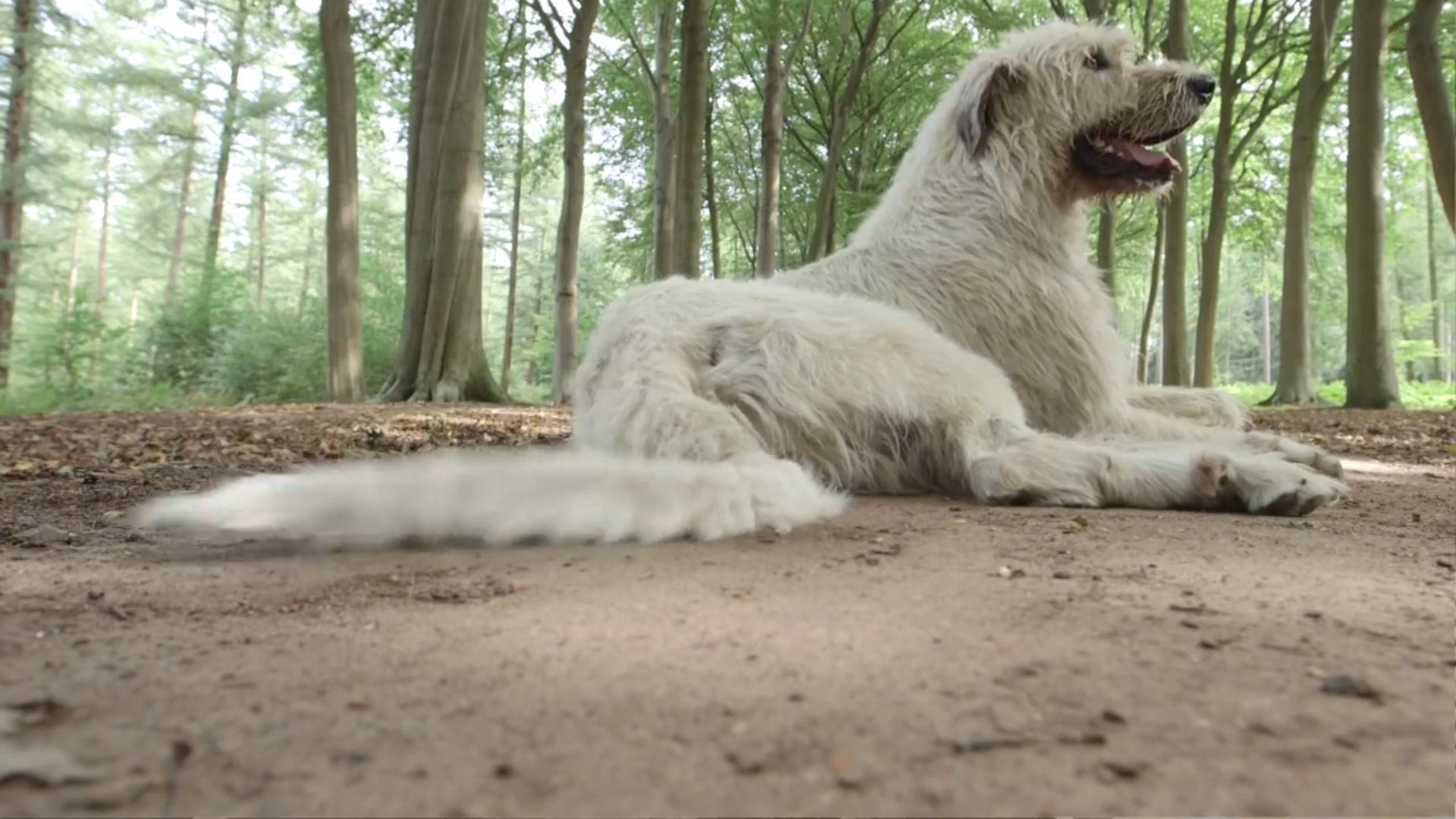 En la foto, el perro con la cola más larga del mundo