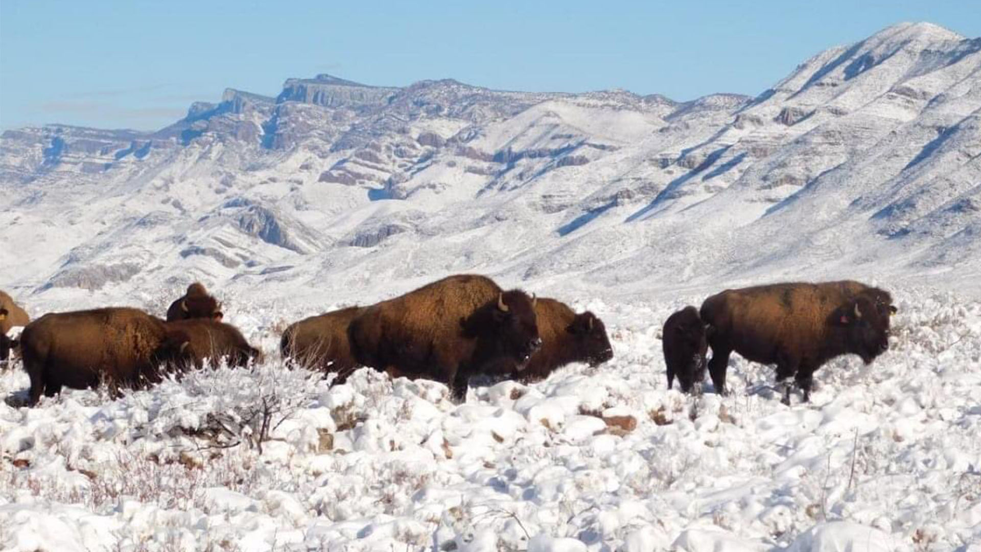 Estos bisontes se encontraban en Coahuila (Foto: Twitter@Mary_Luisa_AG)
