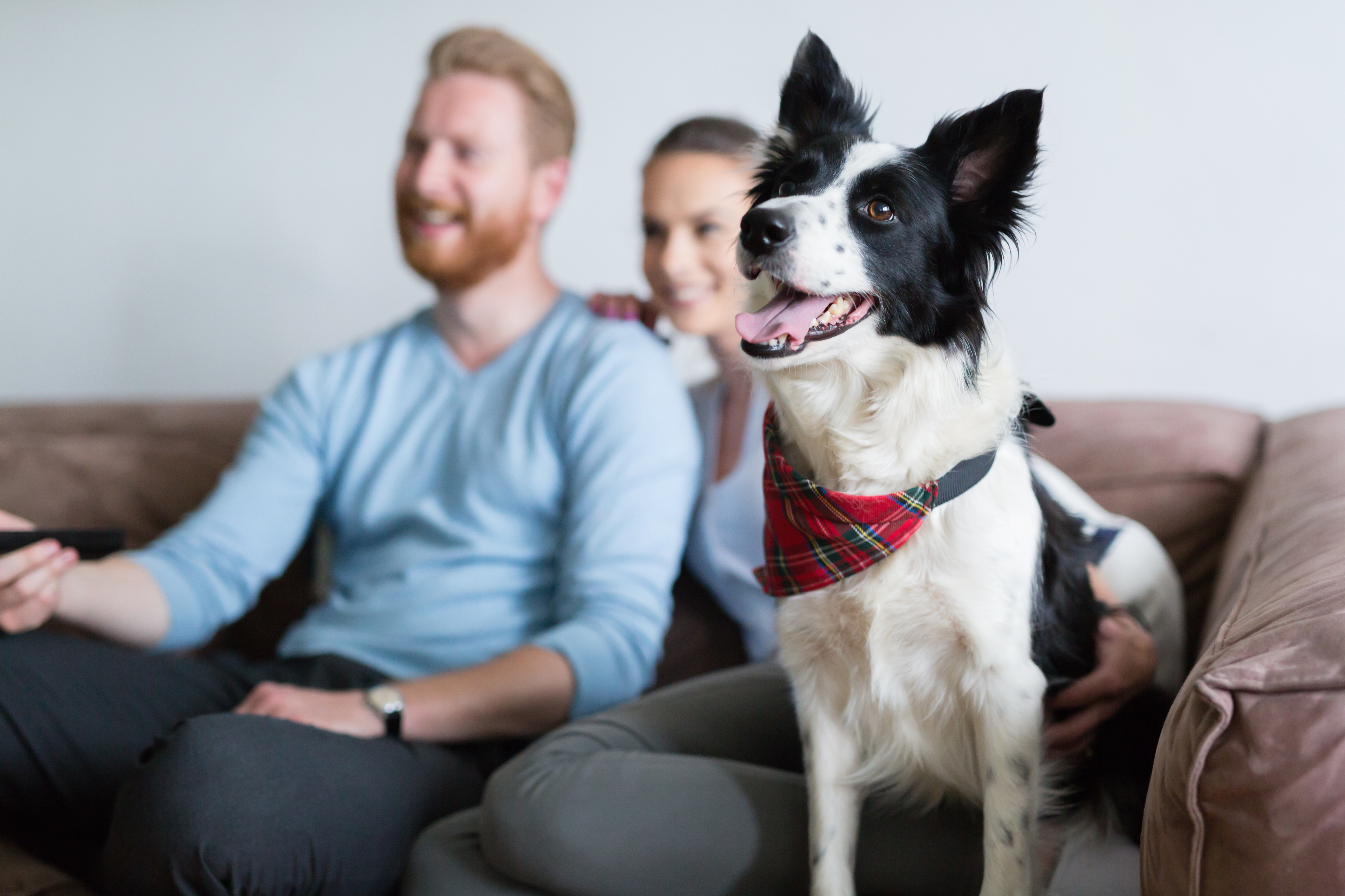 Cómo evitar cortocircuitos en nuestra comunicación con nuestros perros (Foto: Shutterstock)