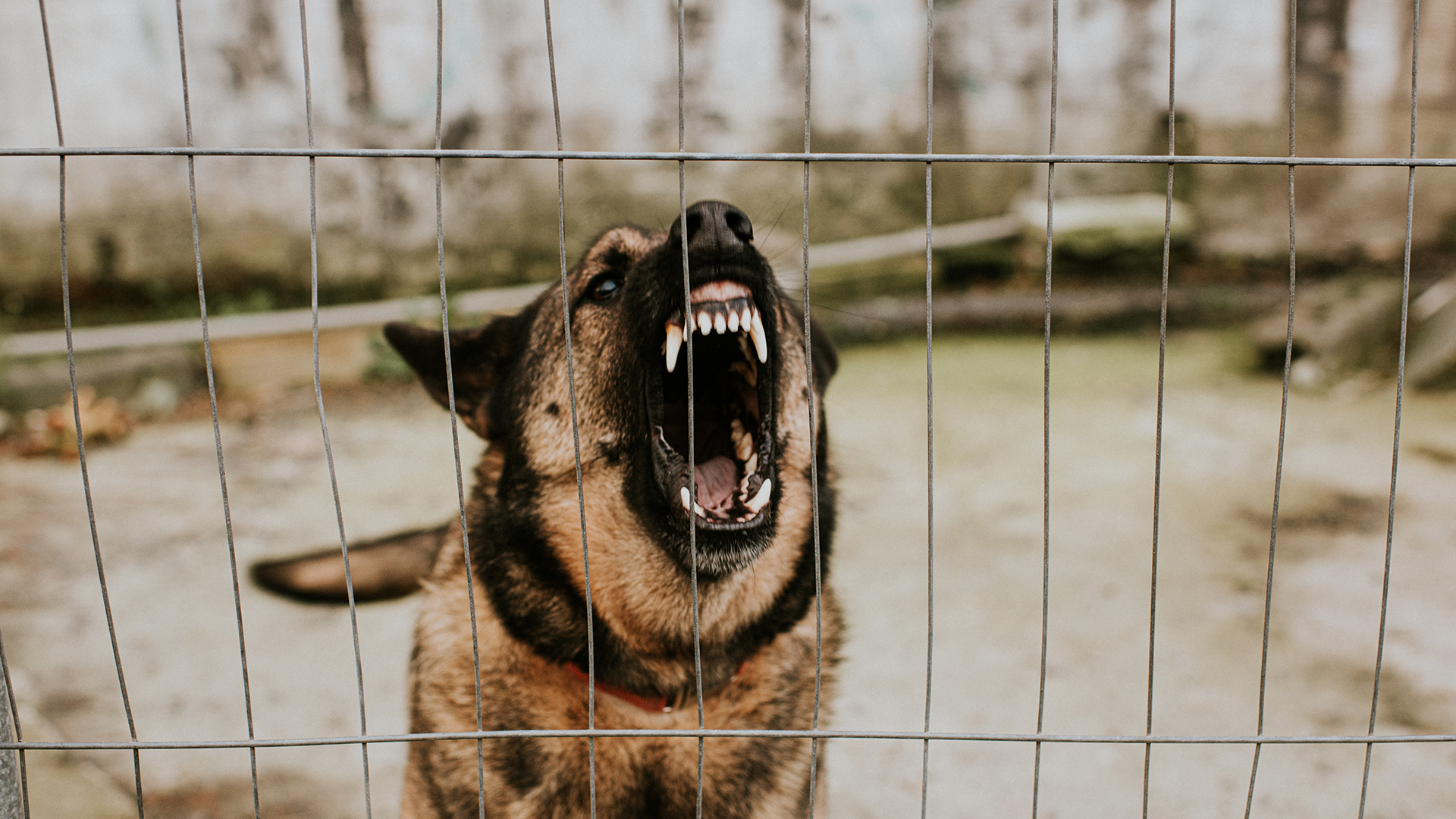 En las ciudades, las personas suelen contagiarse de rabia por ataques de perros callejeros infectados (Getty)