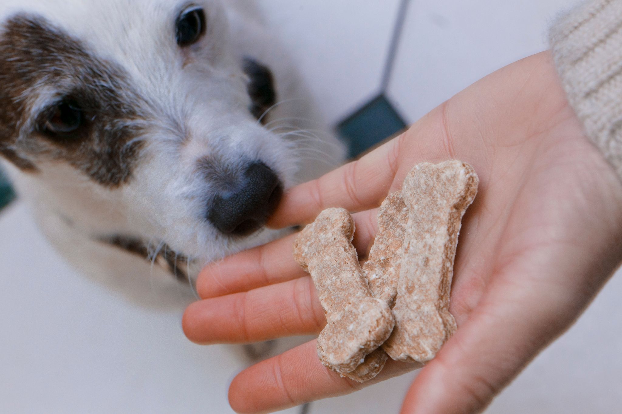 ILUSTRACIÓN - Alimentar al perro solo de la mano puede ser una estrategia para desactivar la conducta agresiva del animal a la hora de comer. (Markus Scholz/dpa)