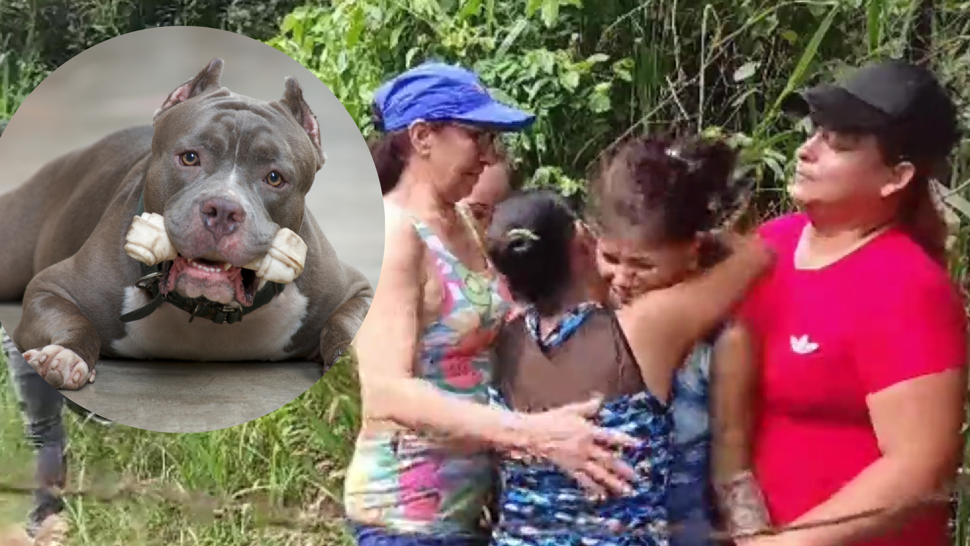 Niño de cuatro años murió tras ser atacado por varios perros pitbull al norte de Bucaramanga