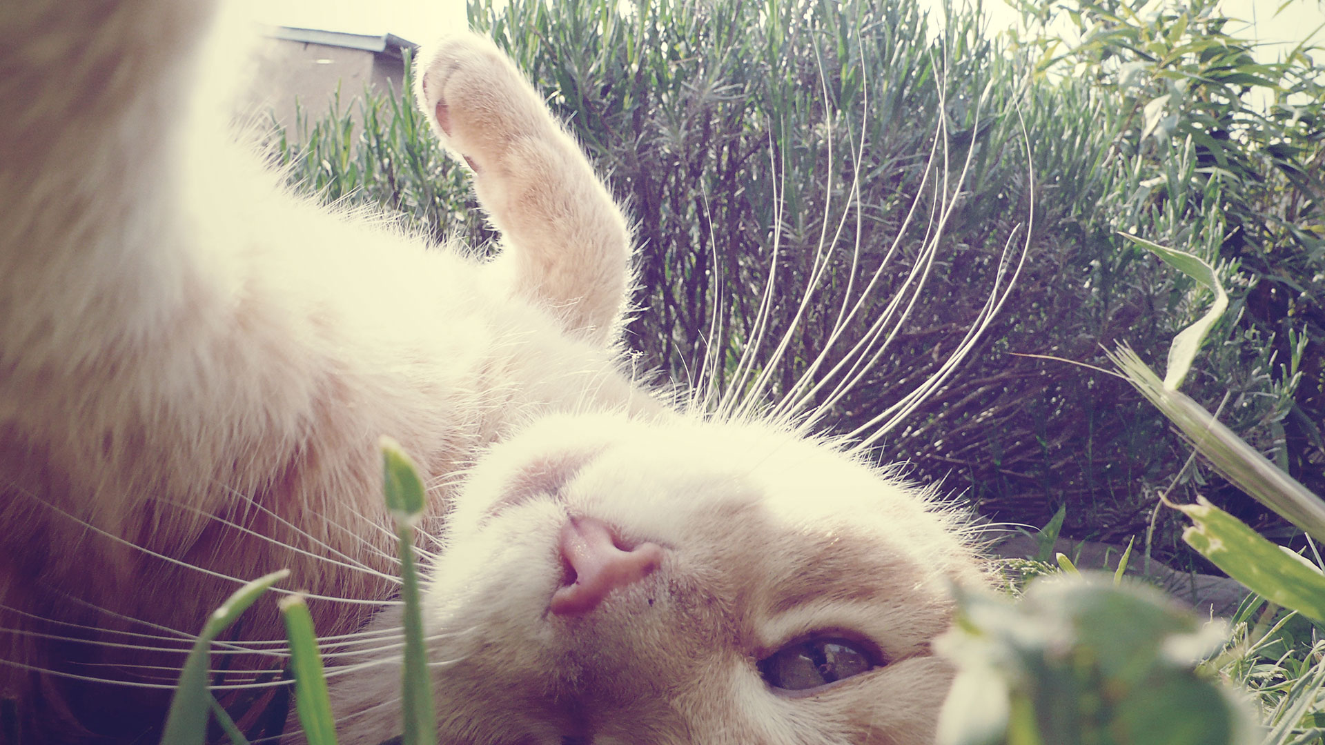 Los gatos se excitan y se expresan con euforia exagerada cuando toman contacto con esa hierba  (Gettyimages)
