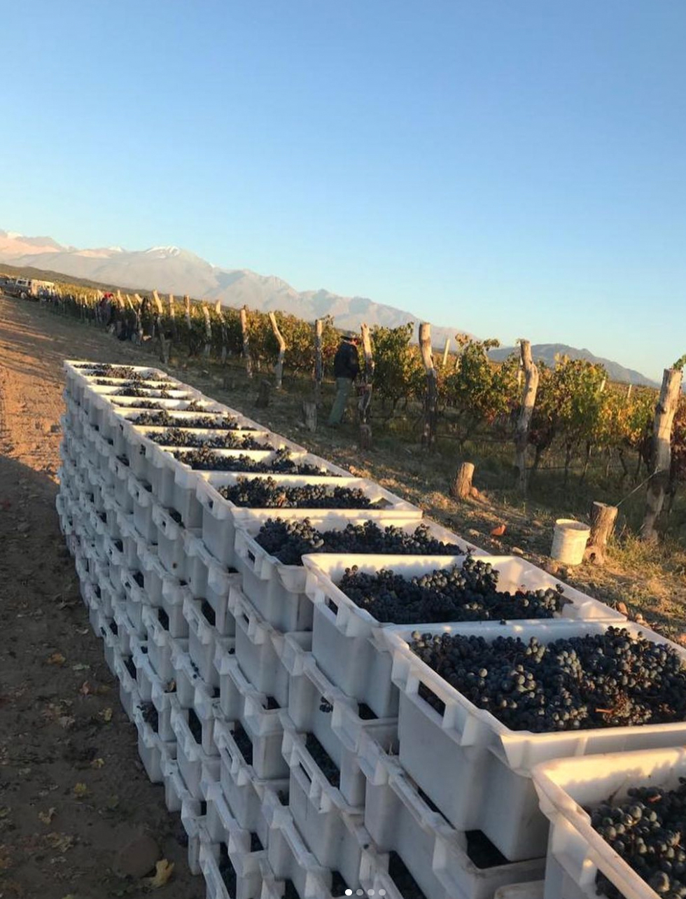 En los viñedos argetinos se producen uvas de mucha excelencia y calidad