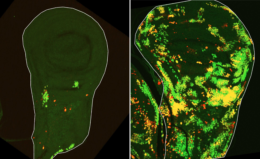 Cómo reaccionó el arco político a la aprobación del Presupuesto 2026 y la Ley de Inocencia Fiscal